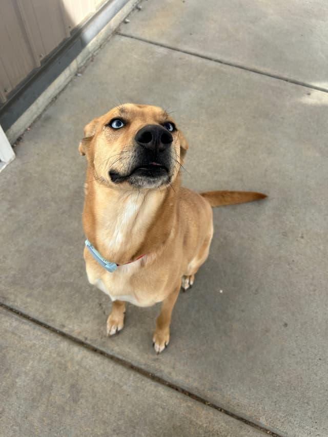 Sky, ADOPTABLE, Adult Female Husky & Yellow Labrador Retriever.