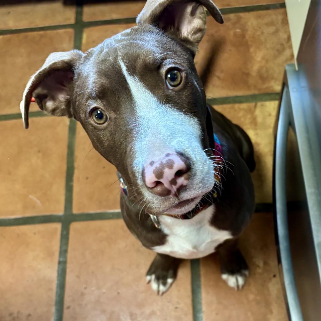 LUKE, Adoptable, Young Male Boxer & Labrador Retriever.