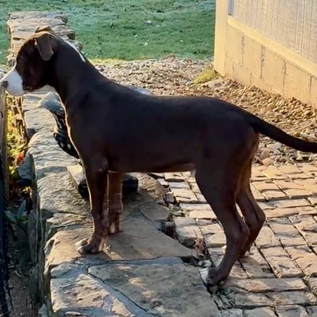 Enlarge LUKE, a Adoptable mixed breed in Cordova, TN image 2/6