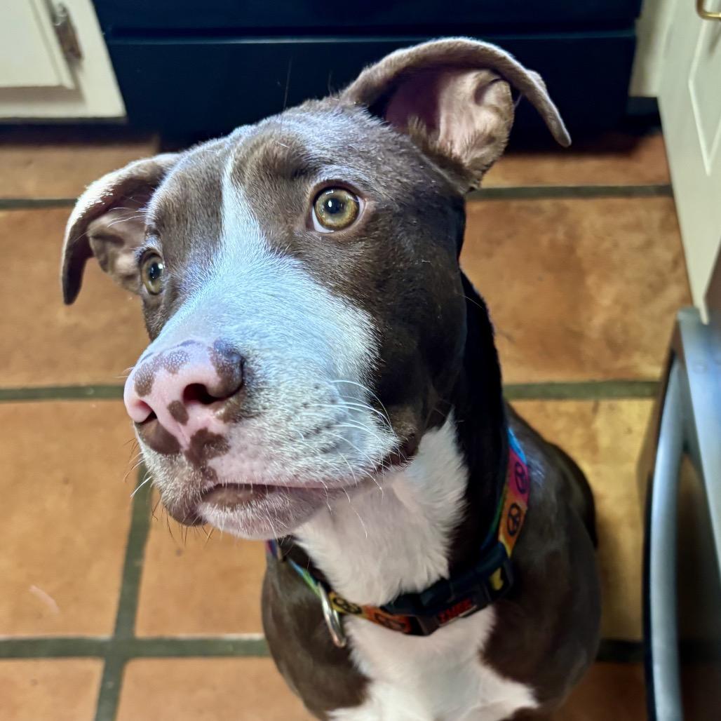 Enlarge LUKE, a Adoptable mixed breed in Cordova, TN image 4/6