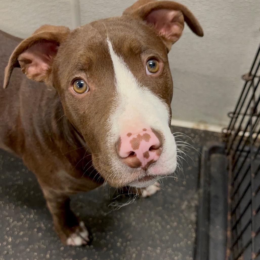 Enlarge LUKE, a Adoptable mixed breed in Cordova, TN image 5/6