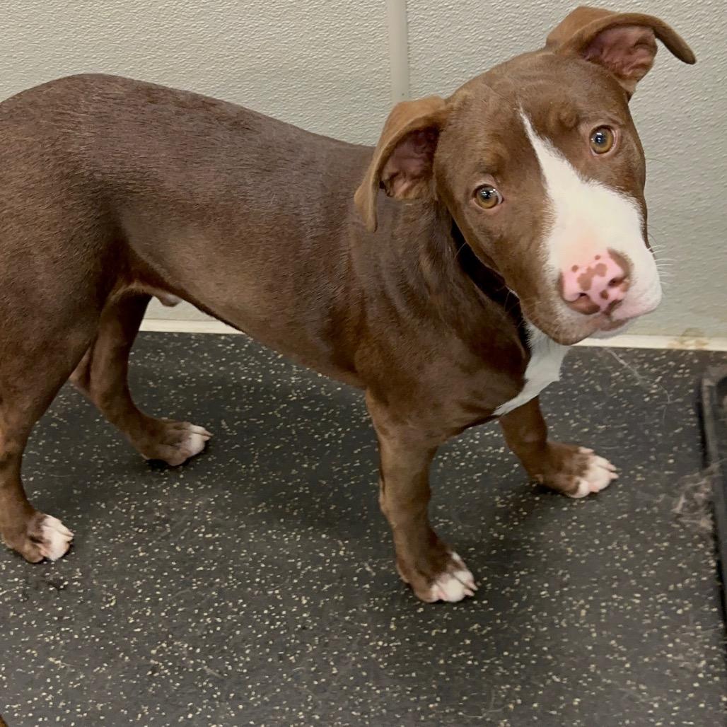 Enlarge LUKE, a Adoptable mixed breed in Cordova, TN image 6/6