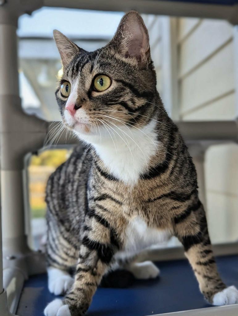 Joseph Gordon, Adoptable, Young Male Domestic Short Hair.