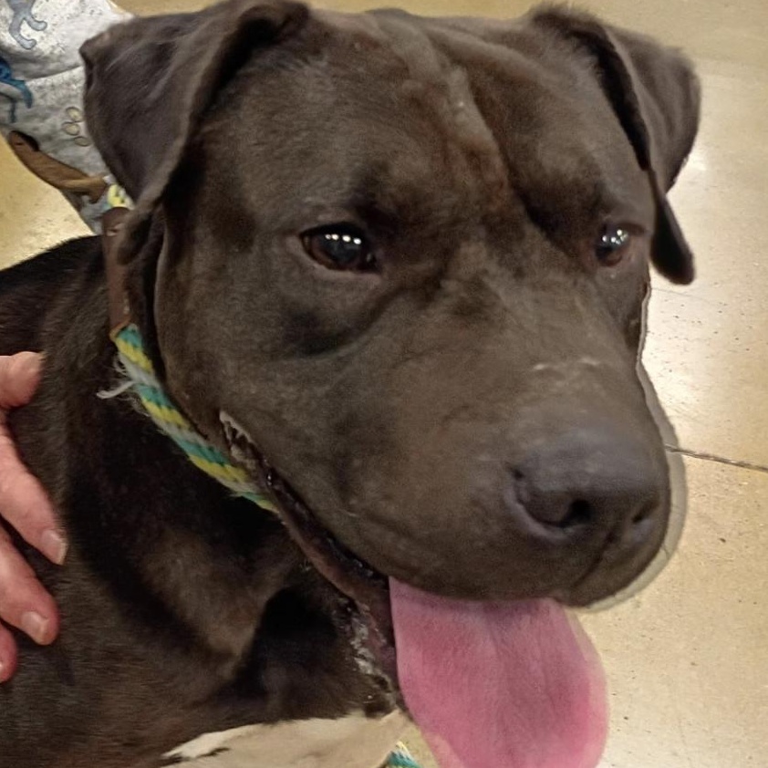 Enlarge Mama Dog - Loving House Hippo, a Adoptable Mixed Breed in Tulsa, OK image 1/5