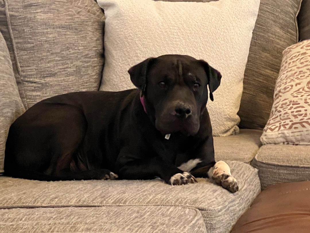 Enlarge Mama Dog, a Adoptable American Staffordshire Terrier in Tulsa, OK image 1/6