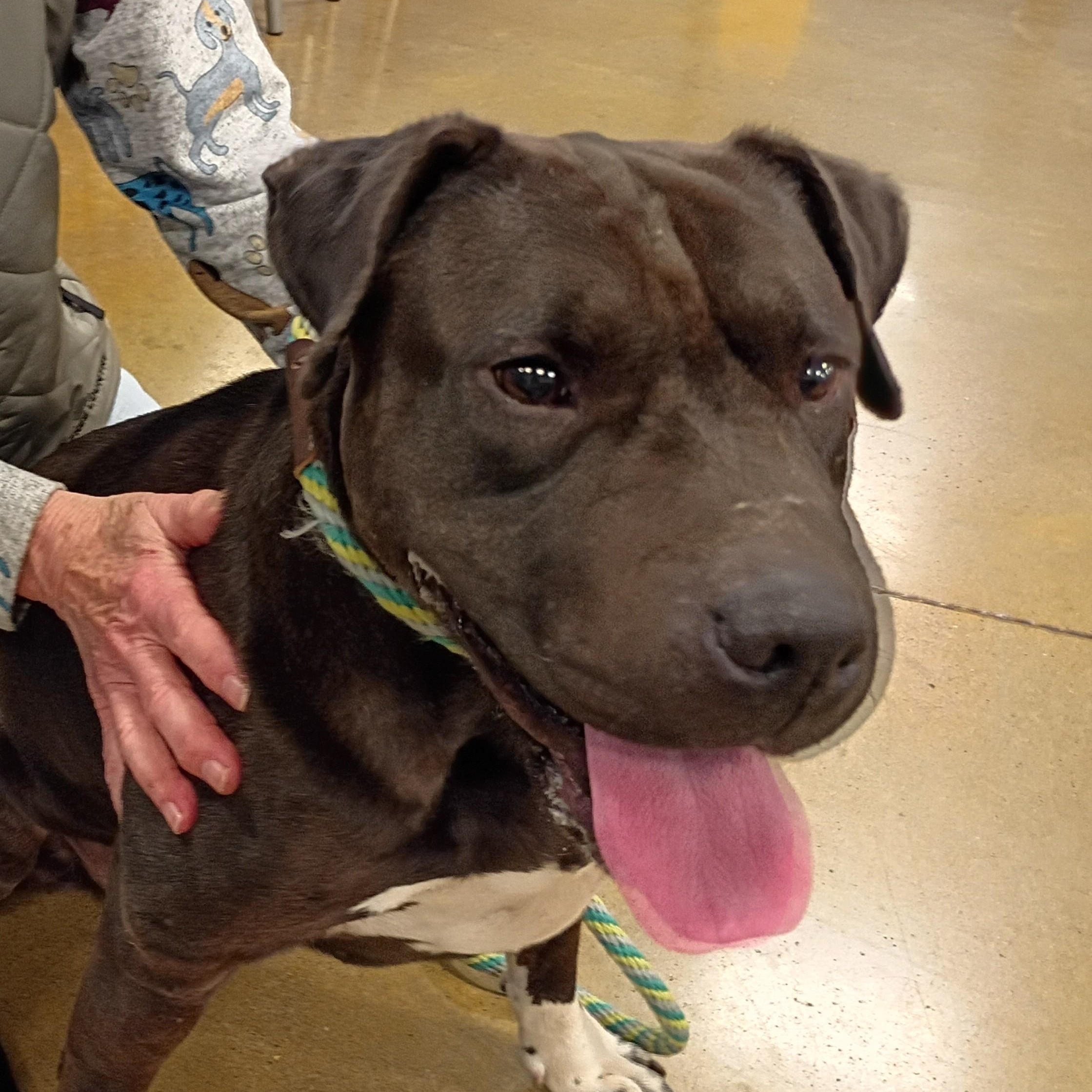 Mama Dog, Adoptable, Adult Female American Staffordshire Terrier.