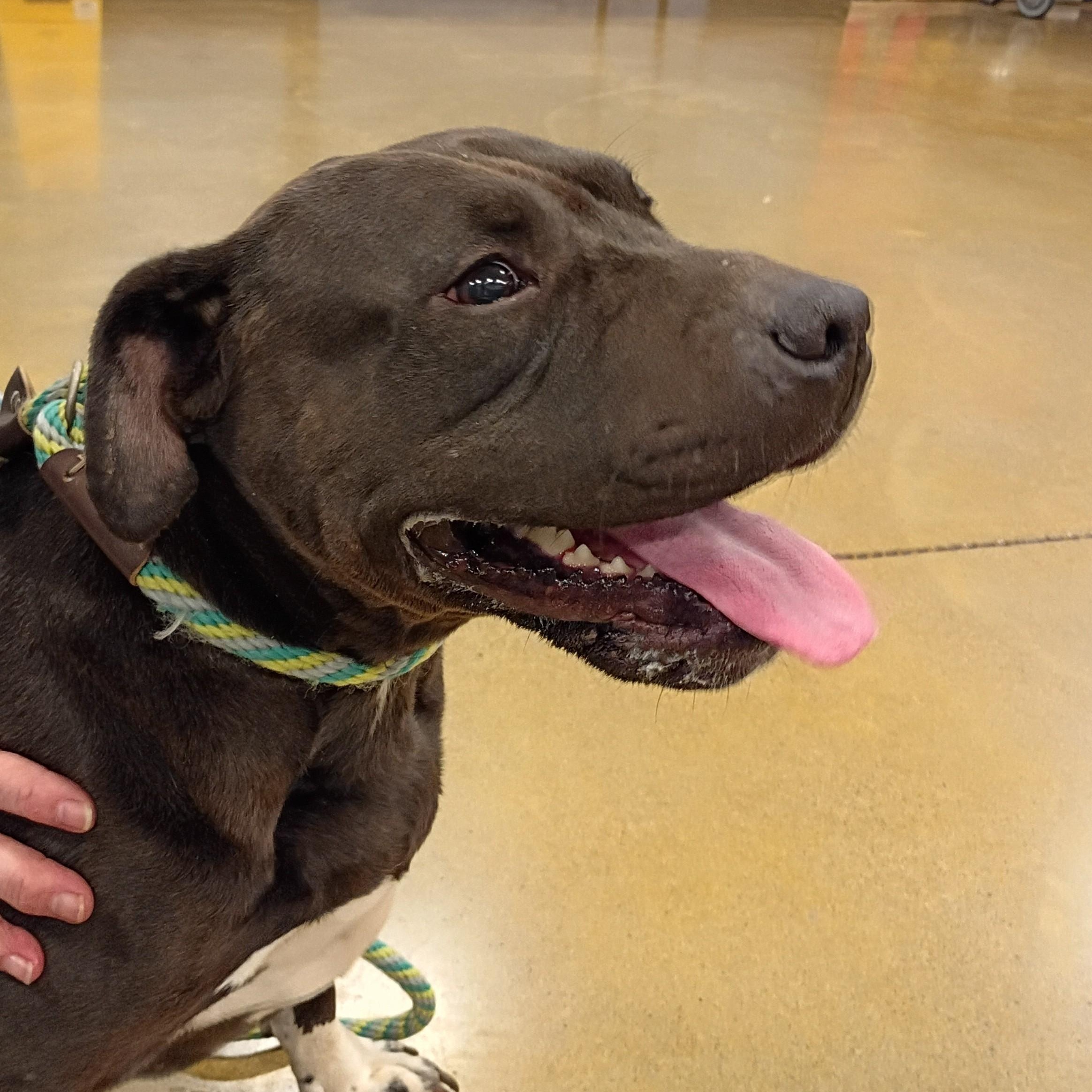 Mama Dog, a Adoptable American Staffordshire Terrier in Tulsa, OK image 2/4