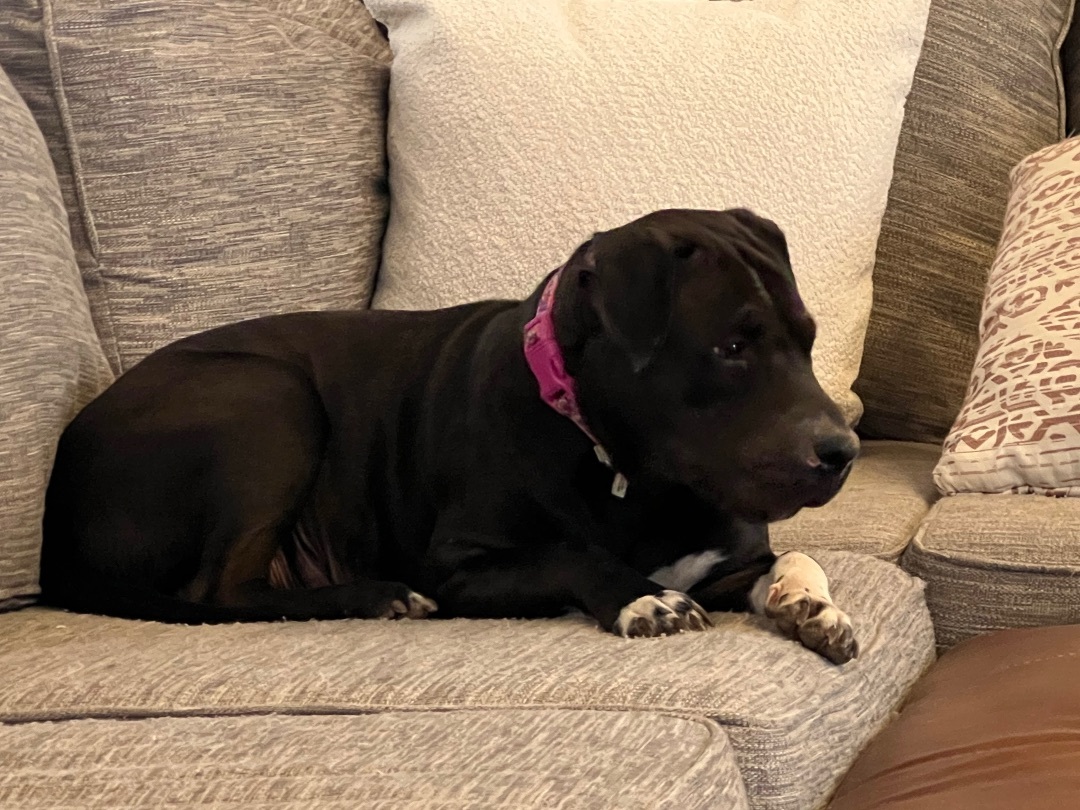 Enlarge Mama Dog, a Adoptable American Staffordshire Terrier in Tulsa, OK image 2/6