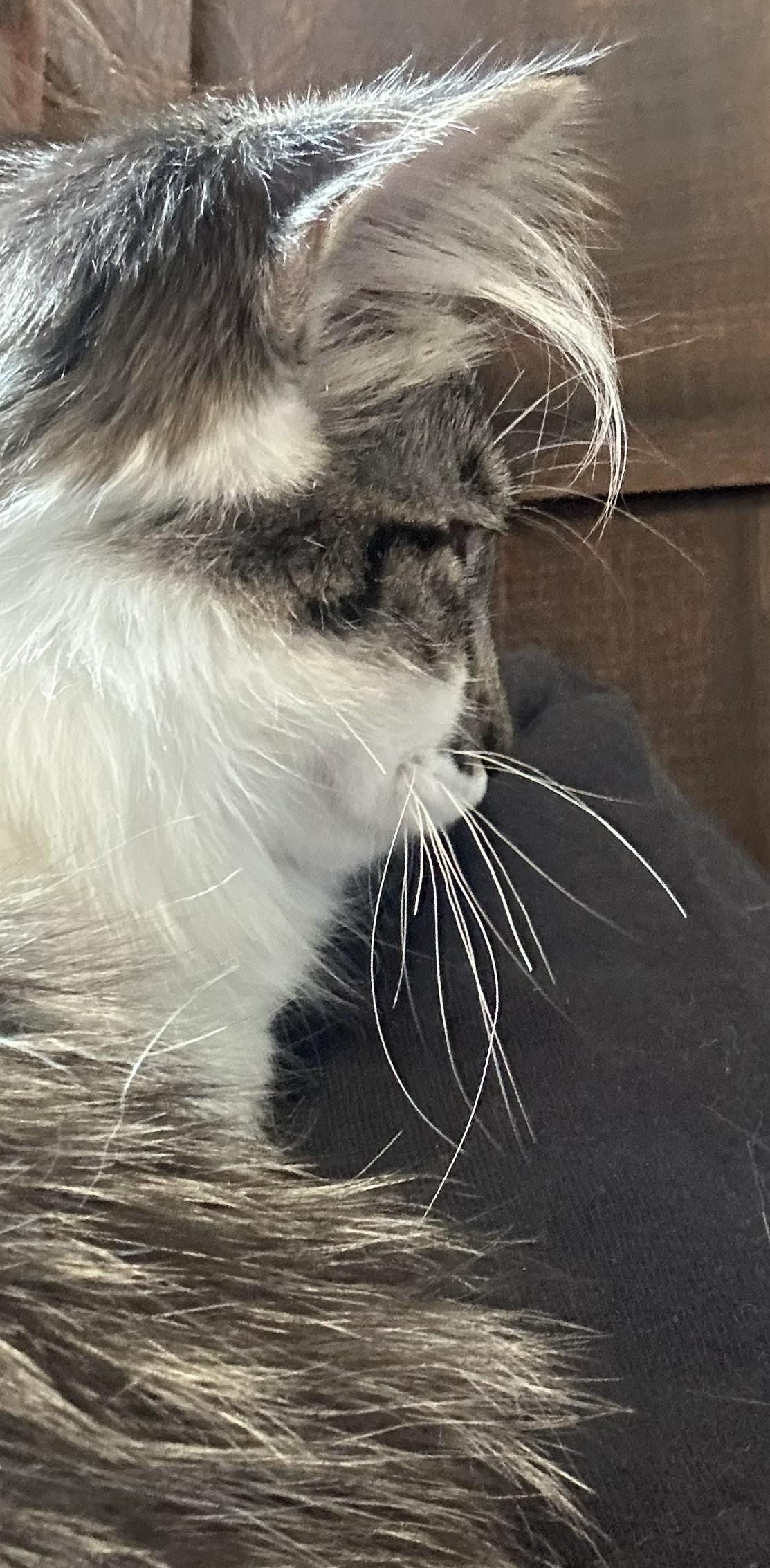 Enlarge Haidyn, a Adoptable mixed breed in Beckley, WV image 3/4