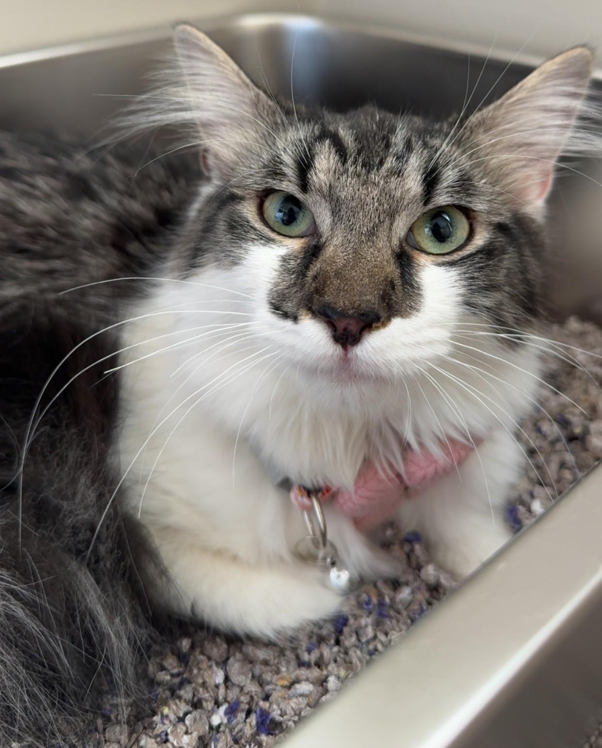 Haidyn, Adoptable, Kitten Female Maine Coon & Tabby.