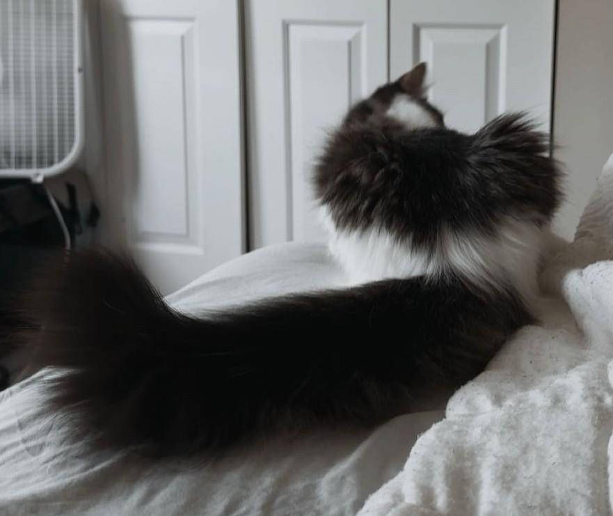 Enlarge Haidyn, a Adoptable mixed breed in Beckley, WV image 2/4