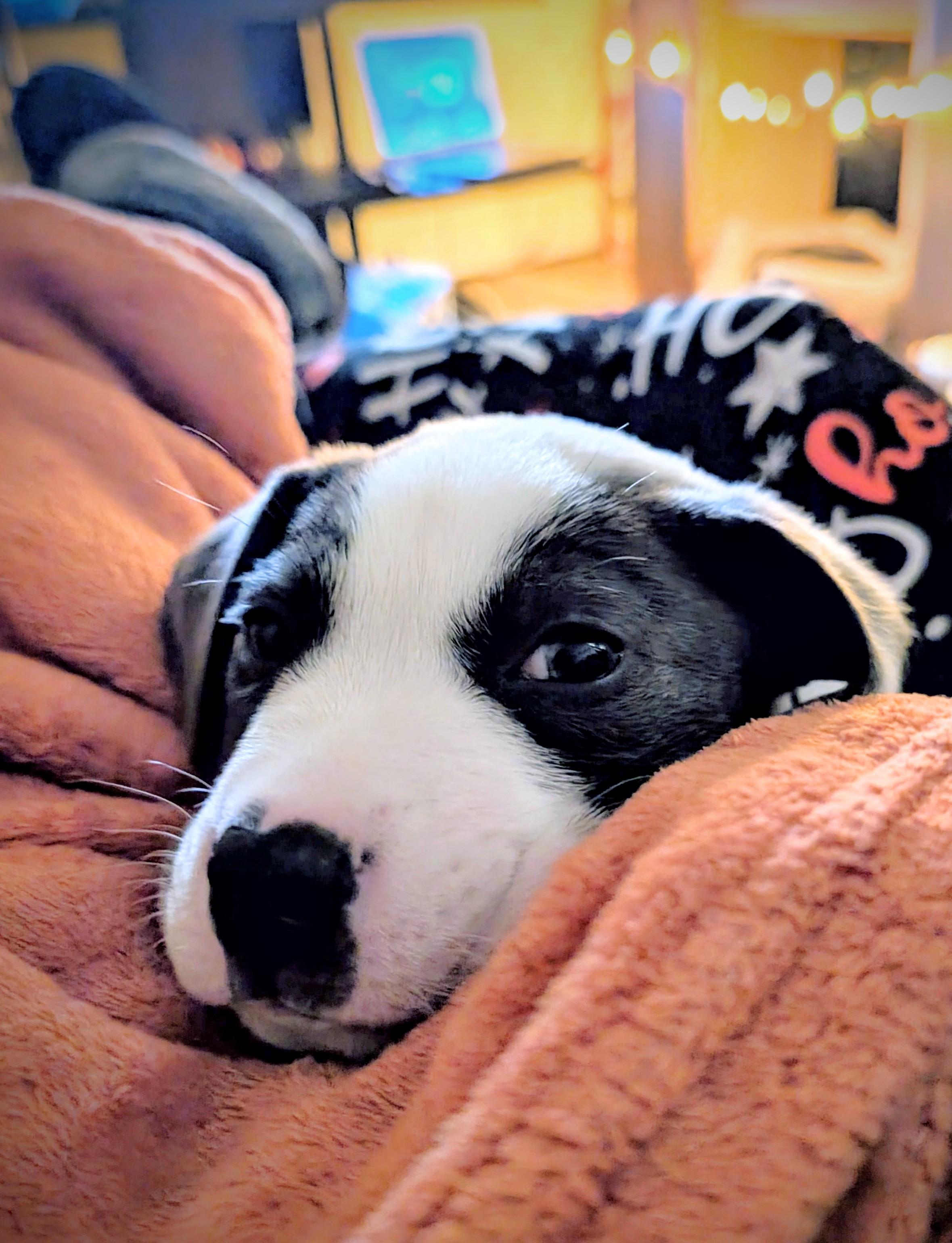 OREO CHEESECAKE, a Adoptable Mixed Breed in Boston, MA image 1/6