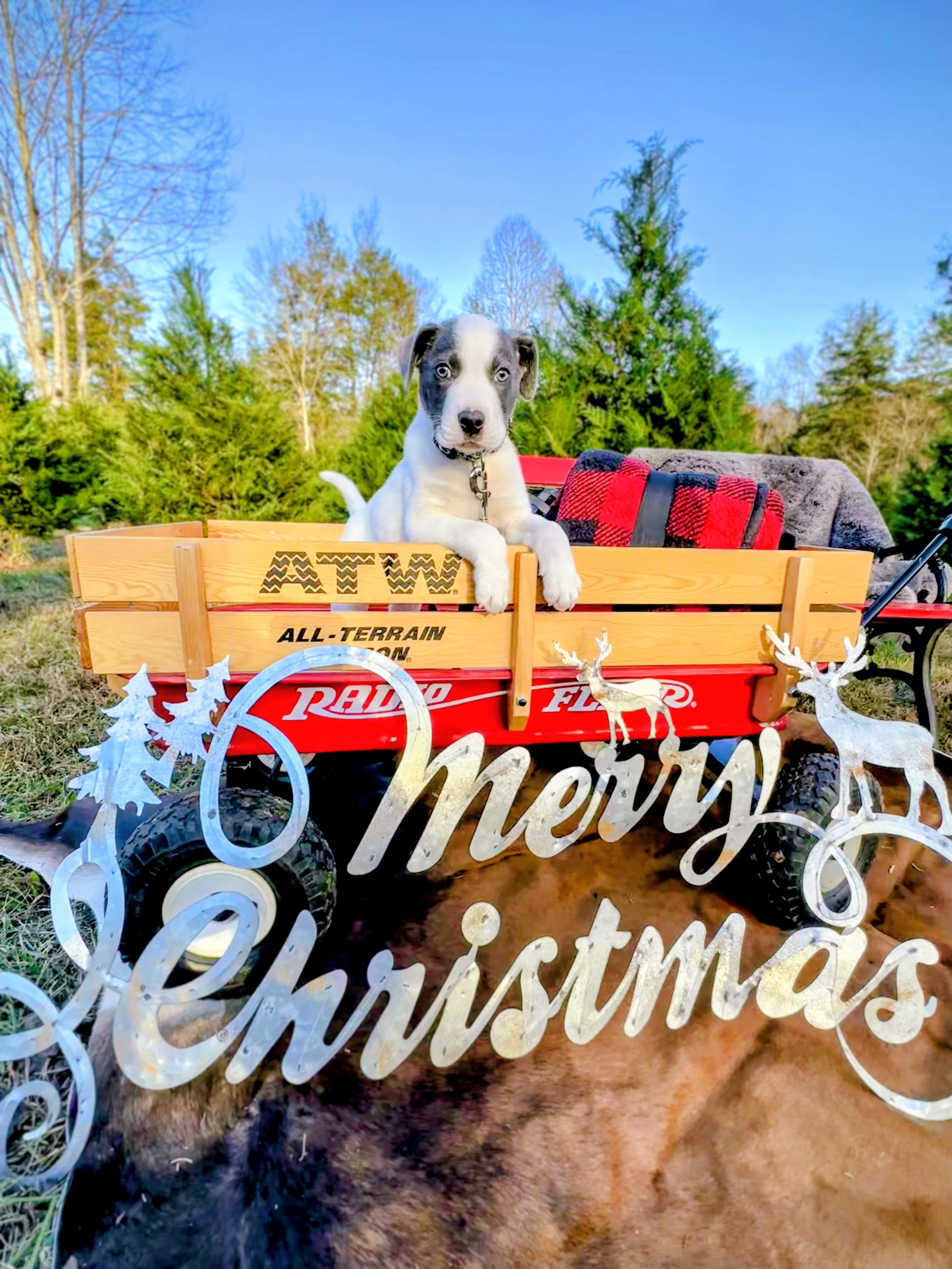 OREO CHEESECAKE, a Adoptable Mixed Breed in Boston, MA image 5/6
