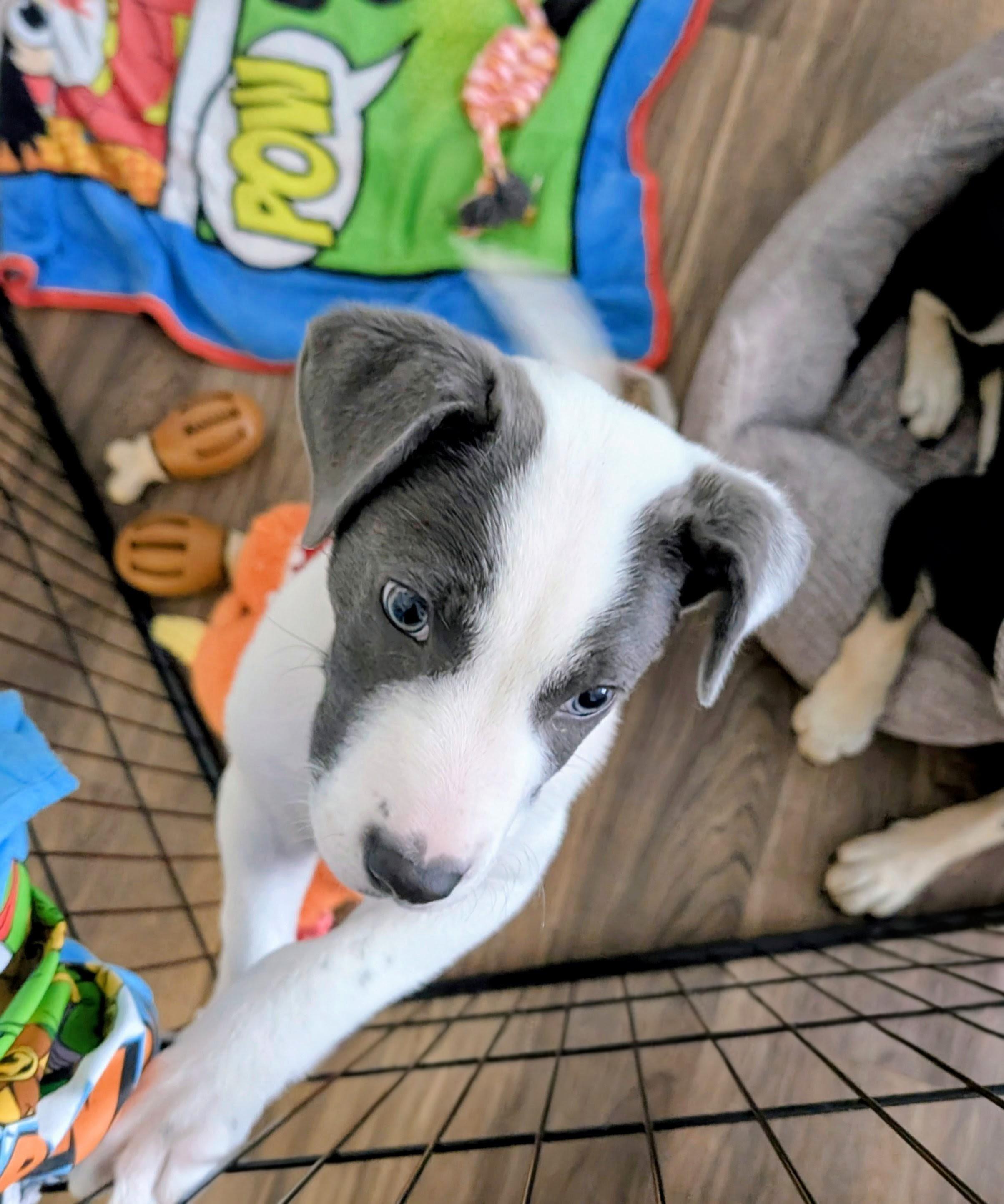 OREO CHEESECAKE, a Adoptable Mixed Breed in Boston, MA image 6/6