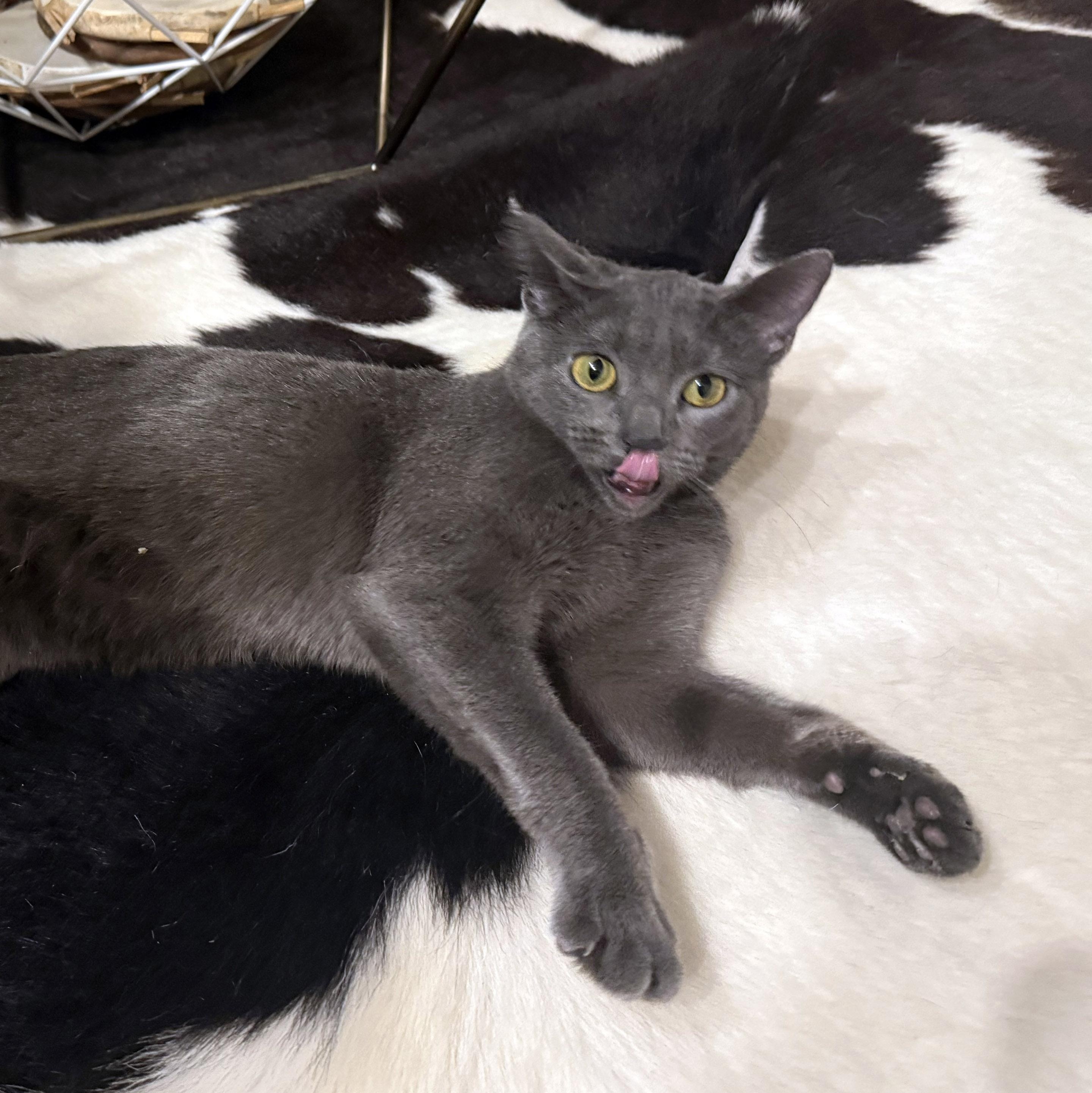 Enlarge Misty, a ADOPTABLE mixed breed in Chicago, IL image 3/6