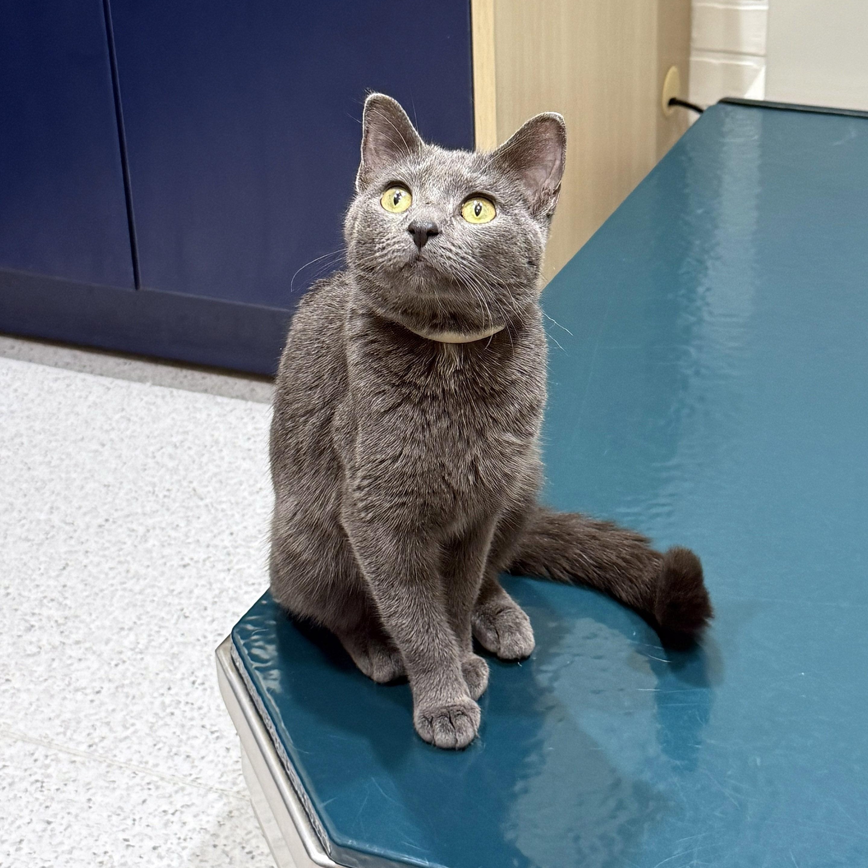 Enlarge Misty, a ADOPTABLE mixed breed in Chicago, IL image 4/6