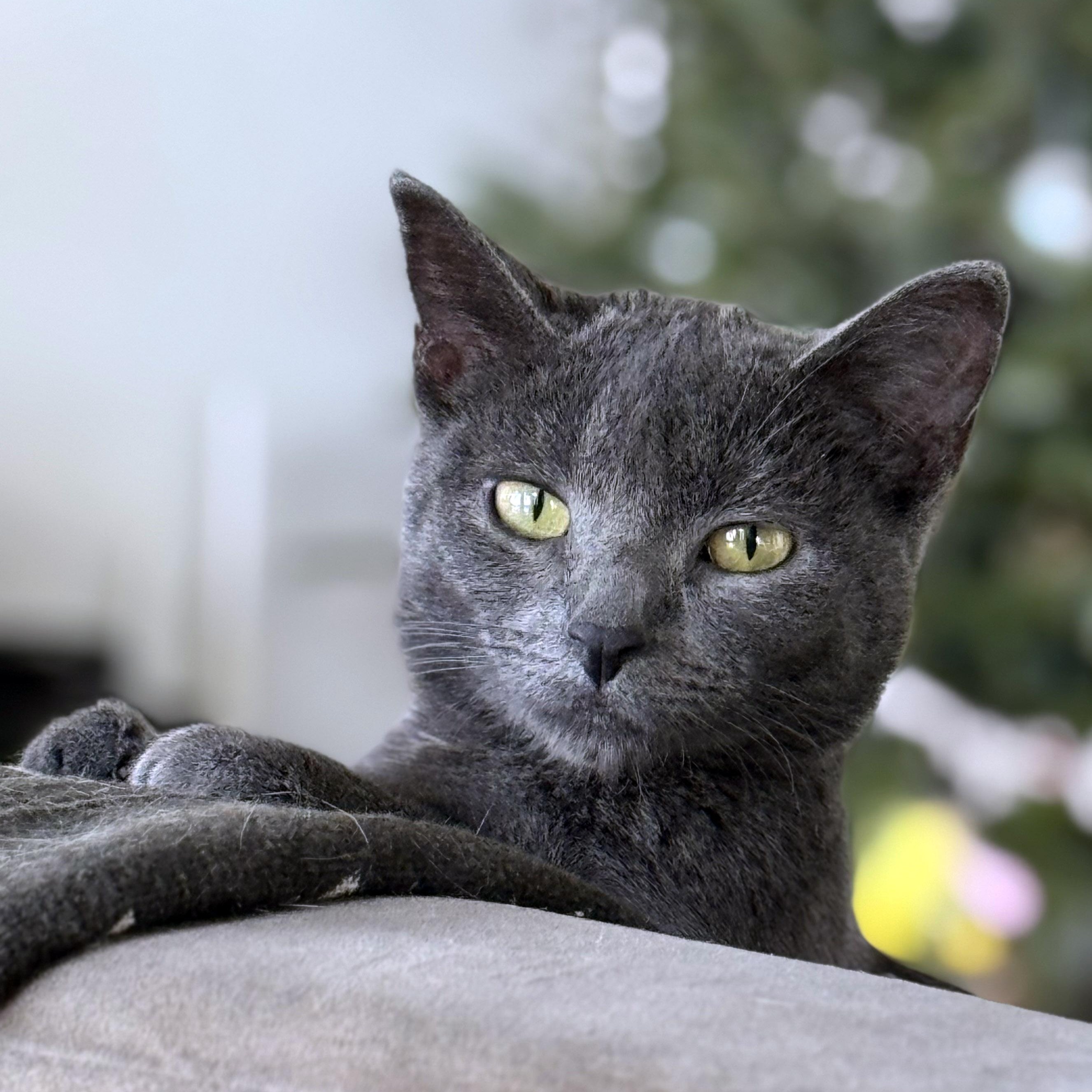 Enlarge Misty, a ADOPTABLE mixed breed in Chicago, IL image 1/6