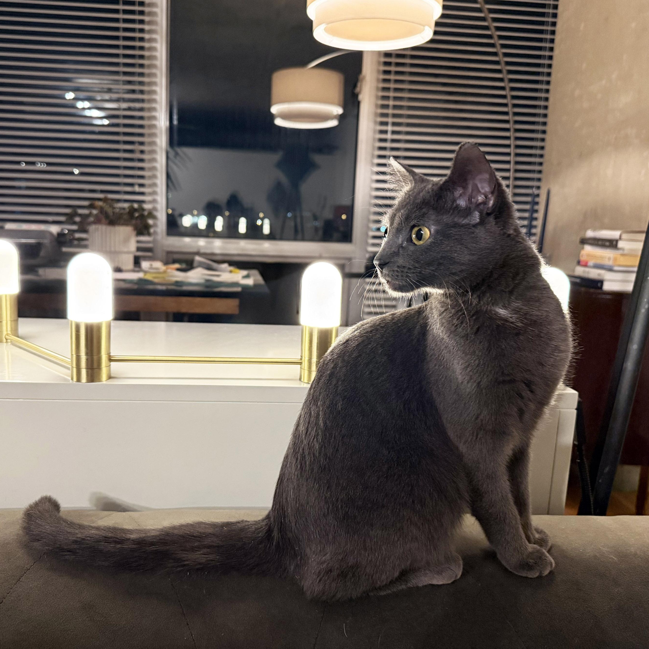 Enlarge Misty, a ADOPTABLE mixed breed in Chicago, IL image 6/6