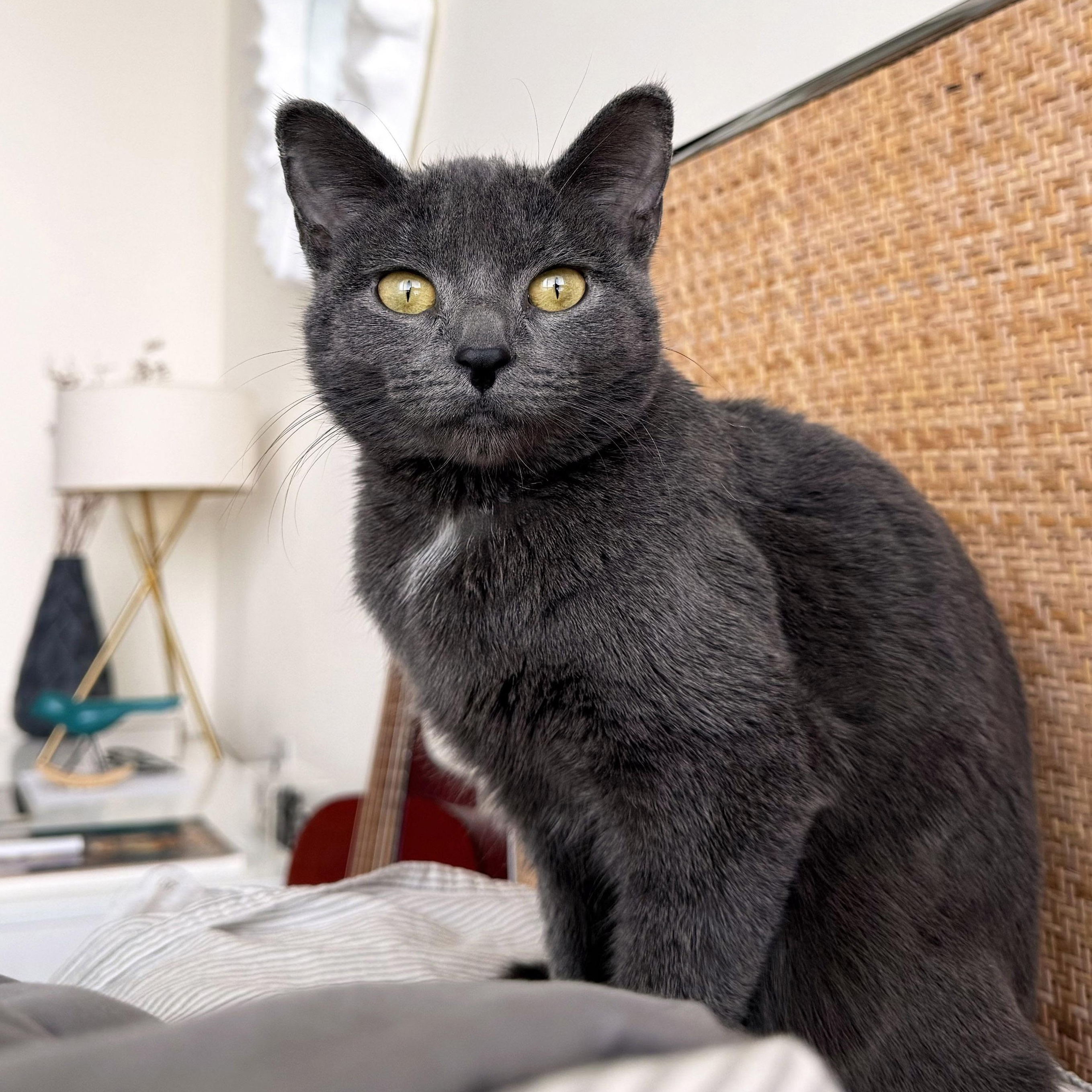 Enlarge Misty, a ADOPTABLE mixed breed in Chicago, IL image 2/6