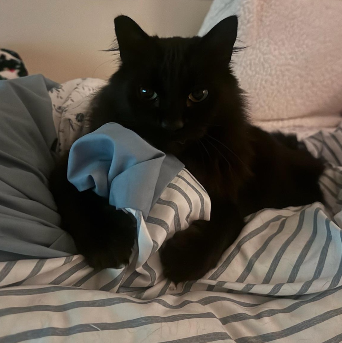 Triscuit, an adopted Domestic Long Hair in Springfield, OR image 5/6