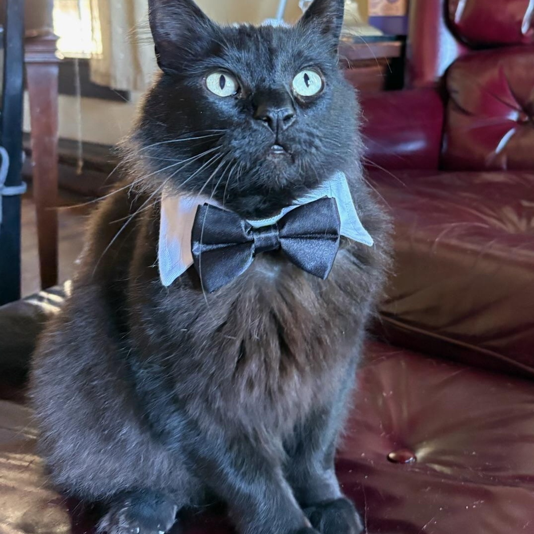 Triscuit, an adopted Domestic Long Hair in Springfield, OR image 3/6