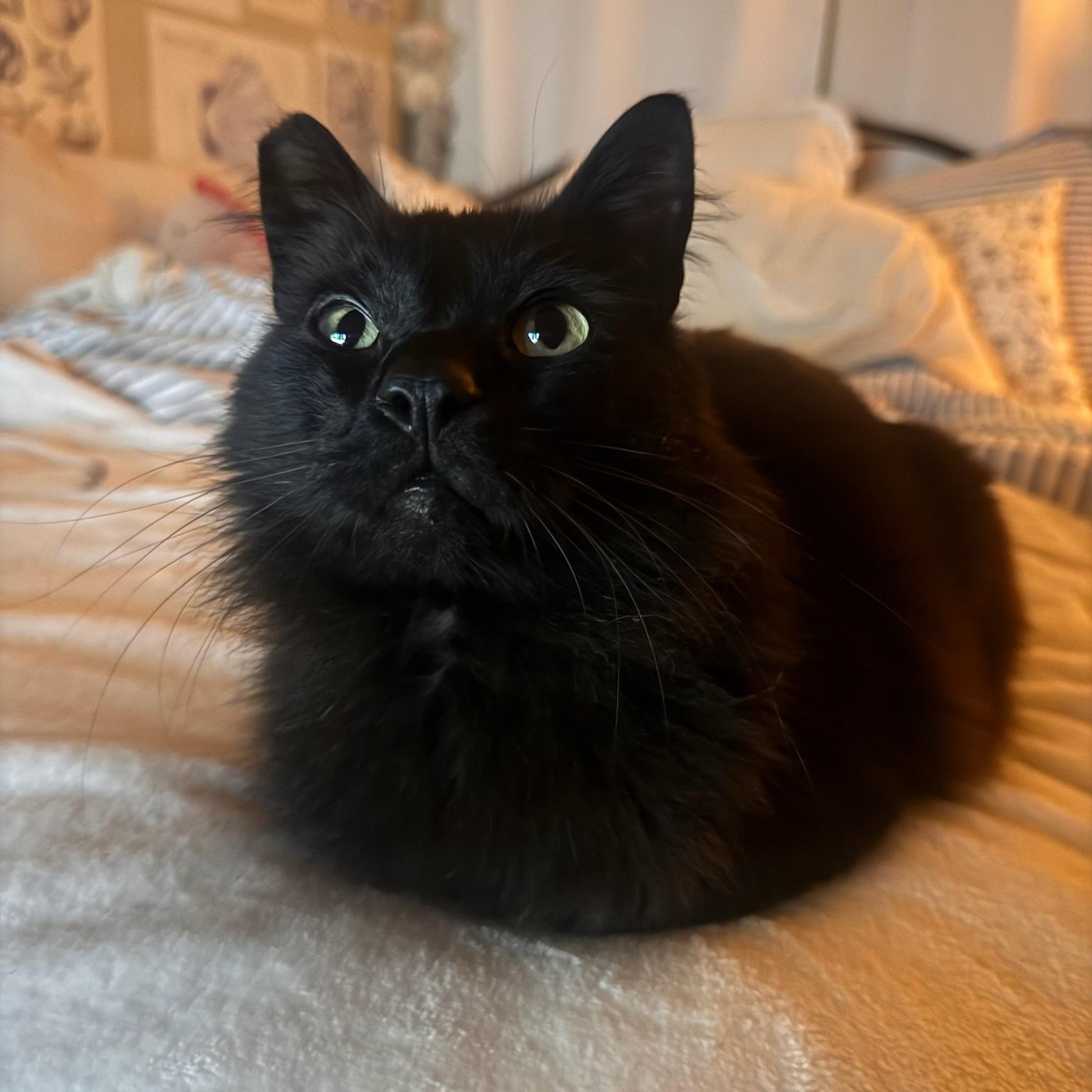Triscuit, an adopted Domestic Long Hair in Springfield, OR image 2/6