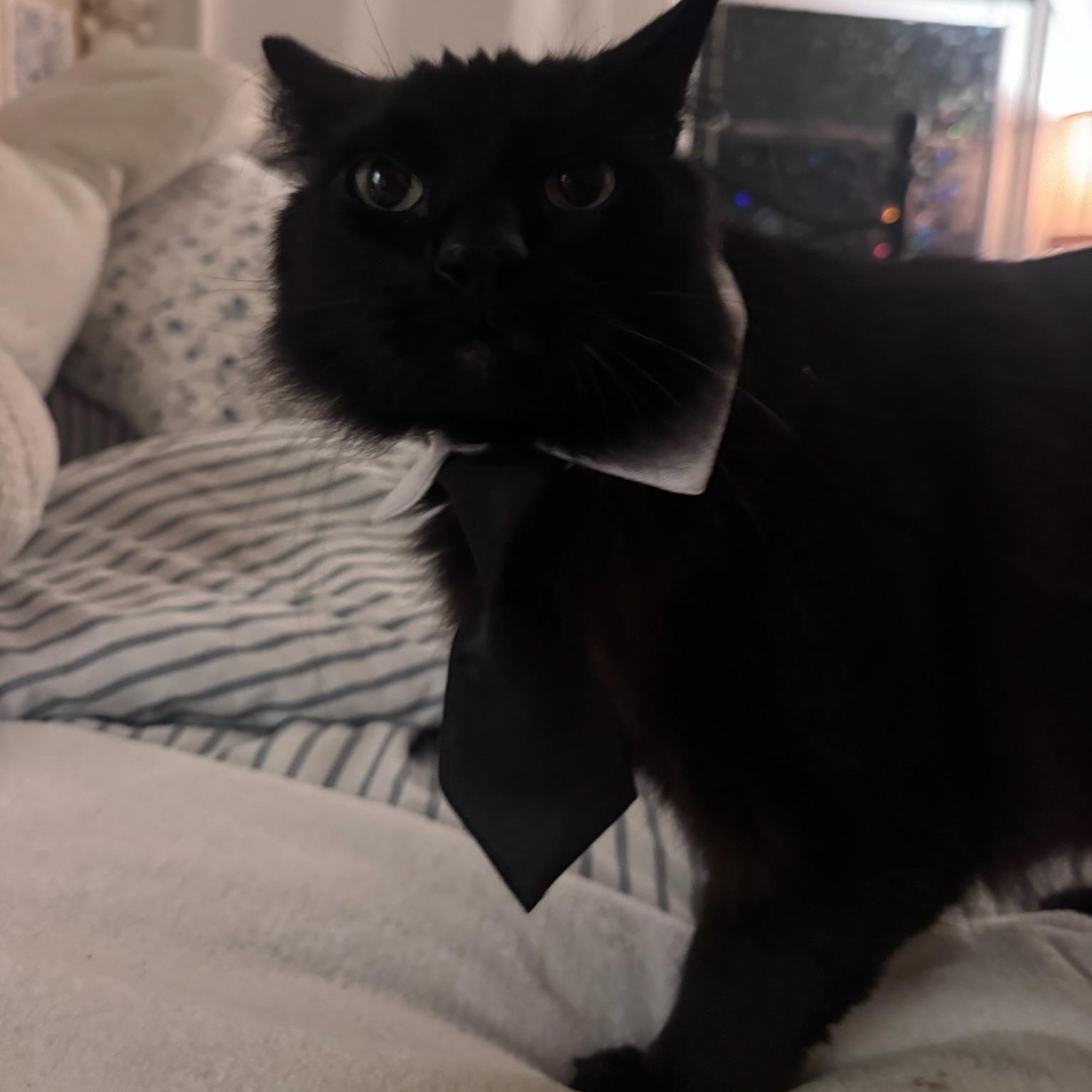 Triscuit, an adopted Domestic Long Hair in Springfield, OR image 6/6
