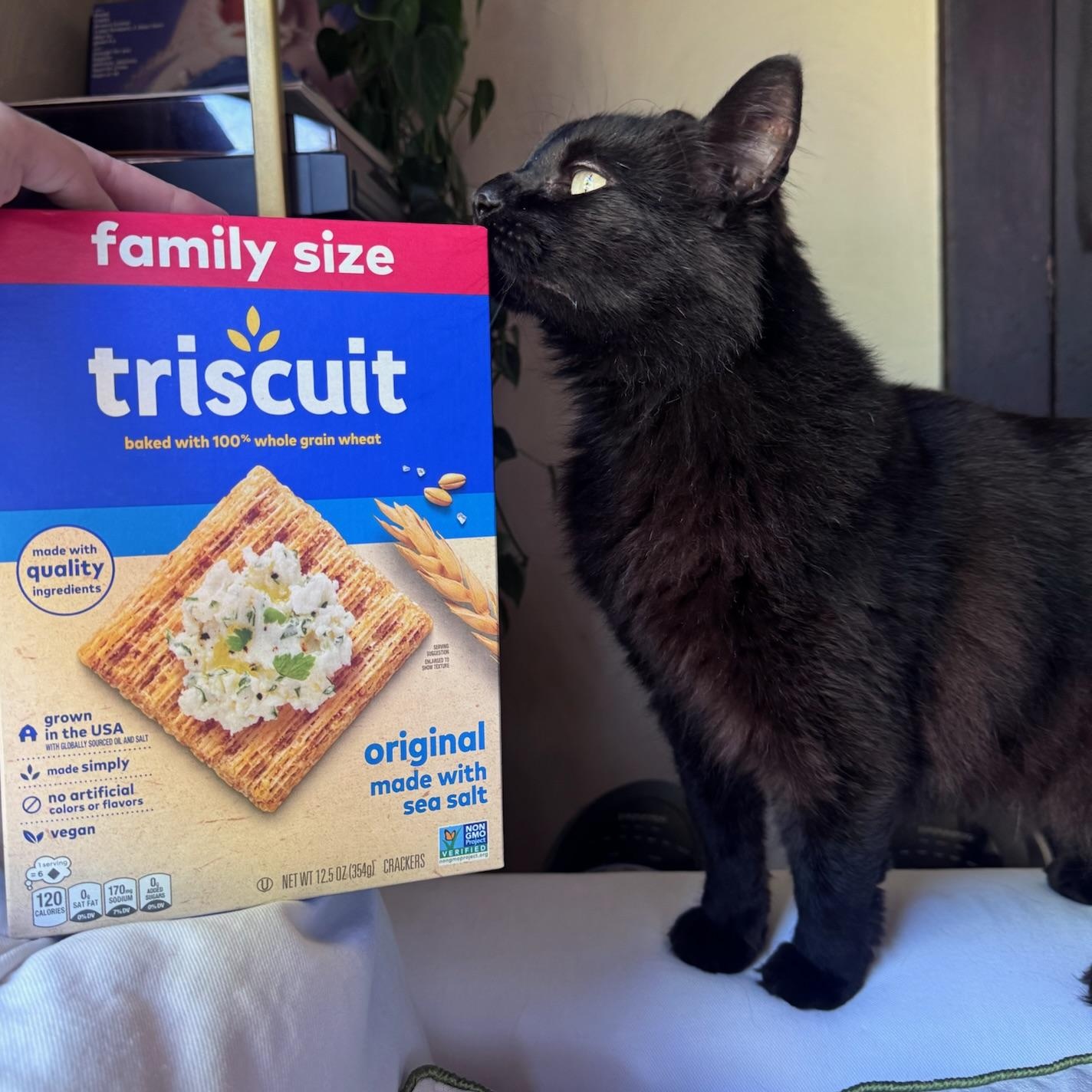 Triscuit, adopted, Adult Male Domestic Long Hair.