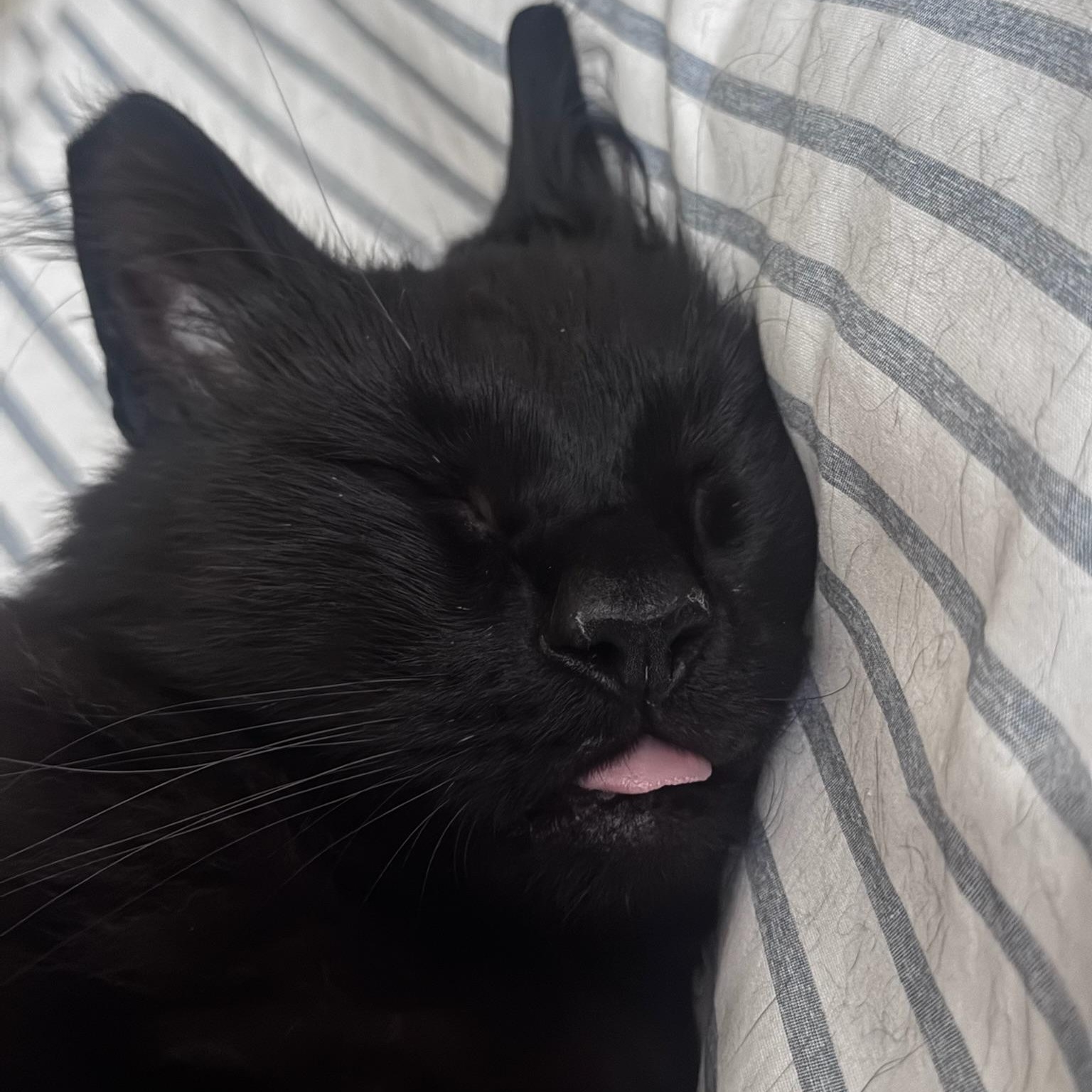 Triscuit, an adopted Domestic Long Hair in Springfield, OR image 4/6