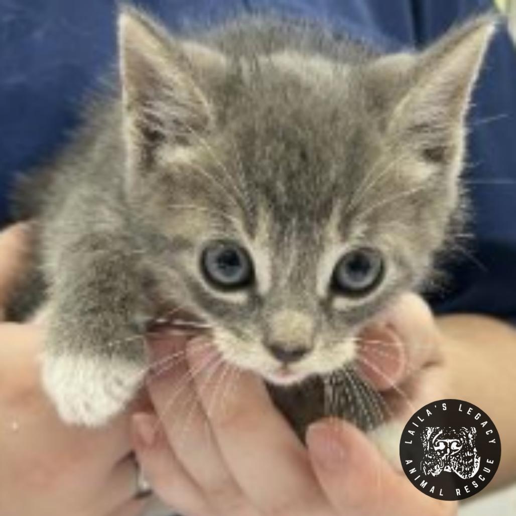 Wasabi, Adoptable, Kitten Male Domestic Short Hair.