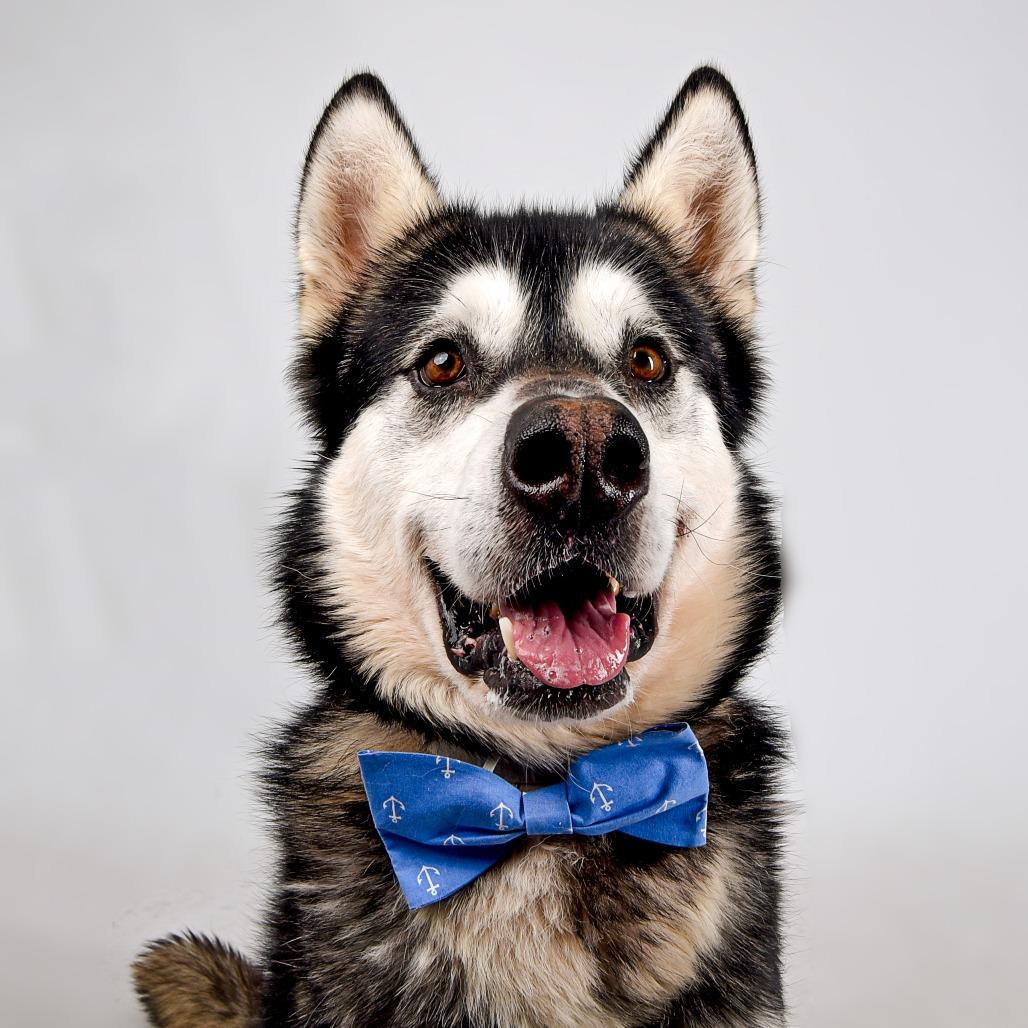 Goku, Adoptable, Adult Male Alaskan Malamute.