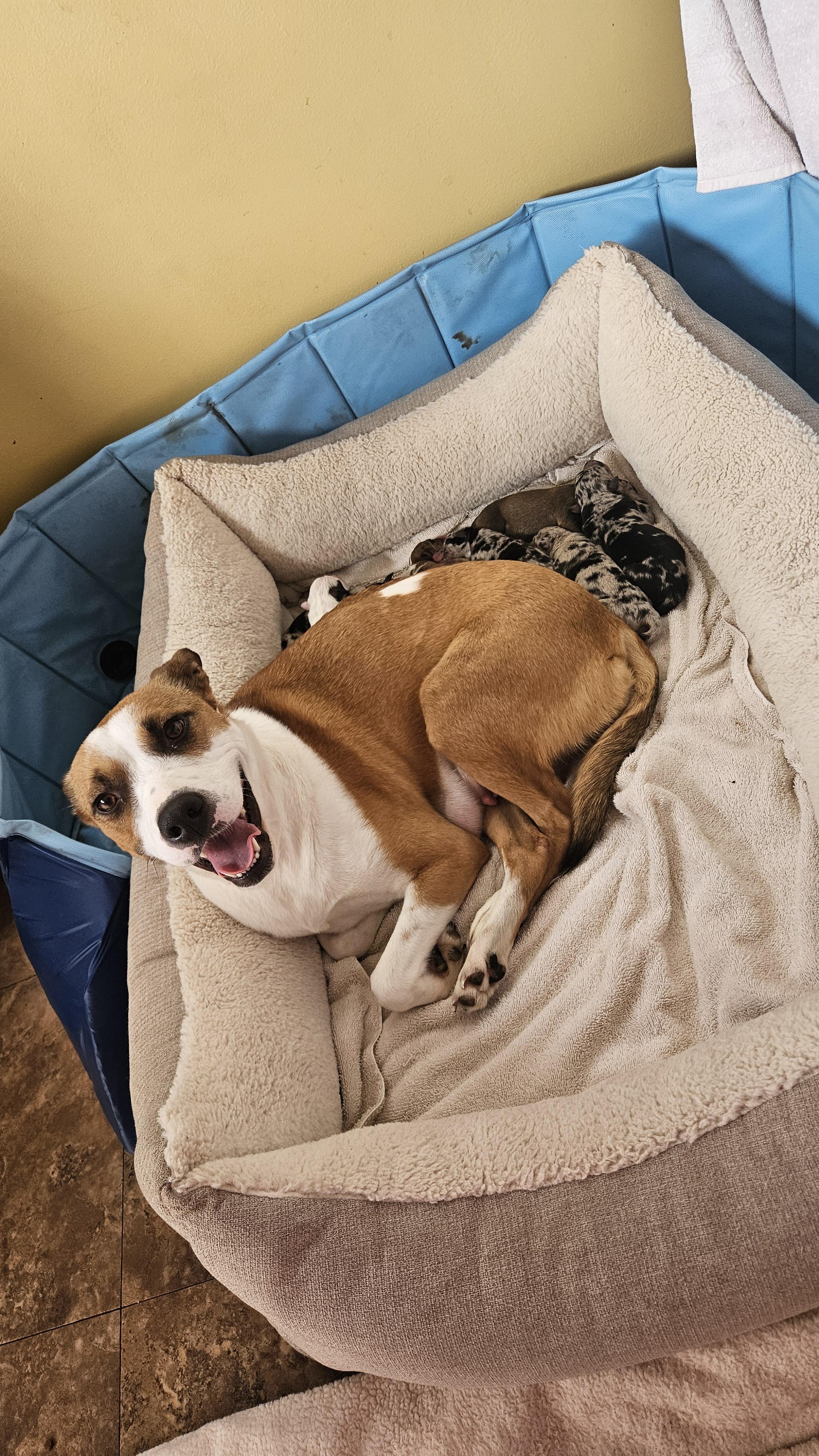 Vivian, a ADOPTABLE mixed breed in Aurora, IL image 2/2