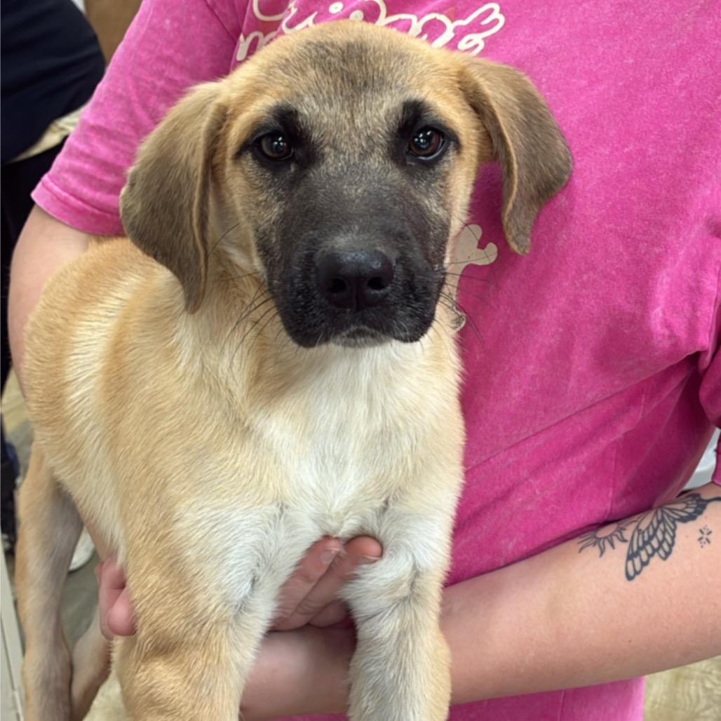 Bowtie, Adoptable, Young Male Great Pyrenees & Mixed Breed.