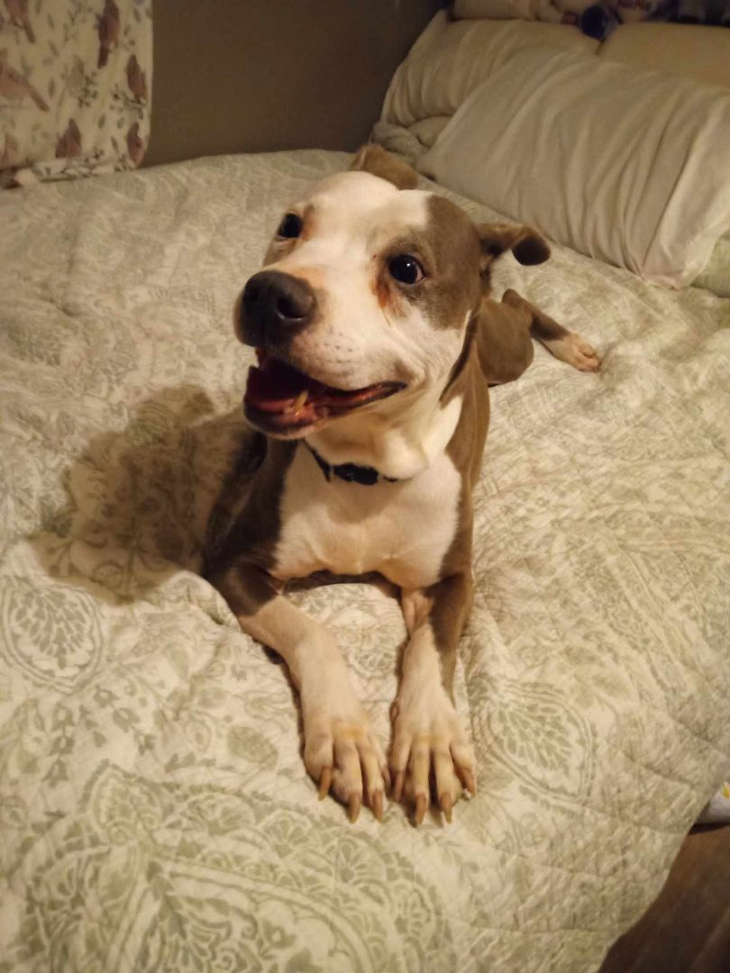 Millie, Senior Female Pit Bull Terrier