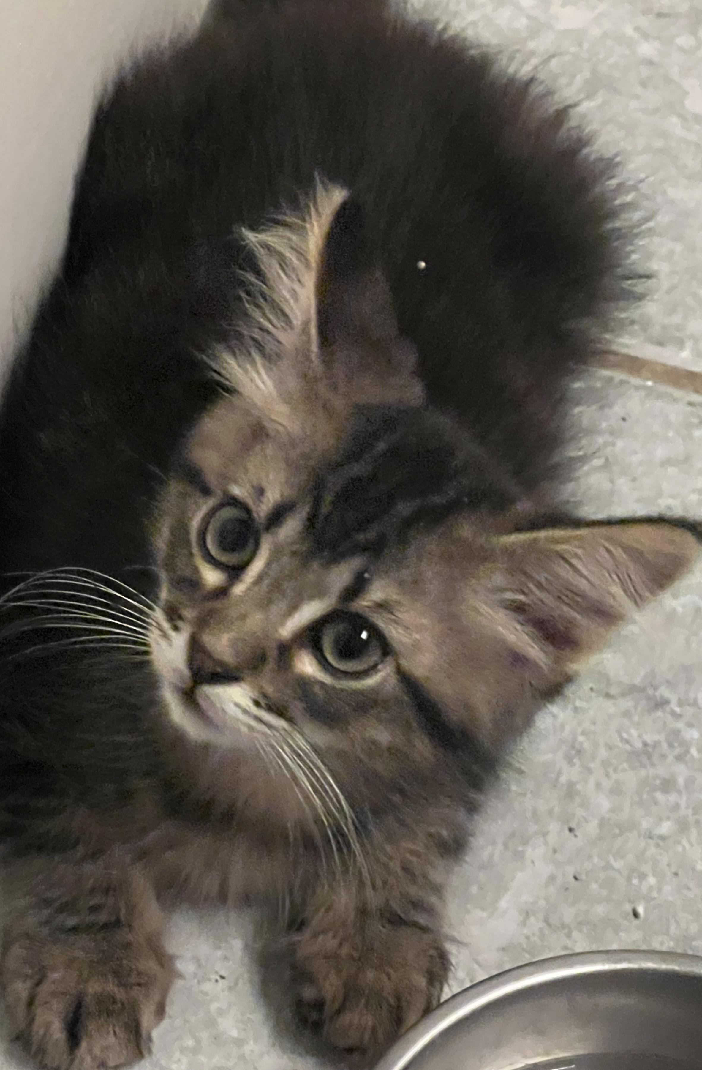 Elton - RF Petsmart, adopted, Kitten Male Maine Coon & Domestic Long Hair.