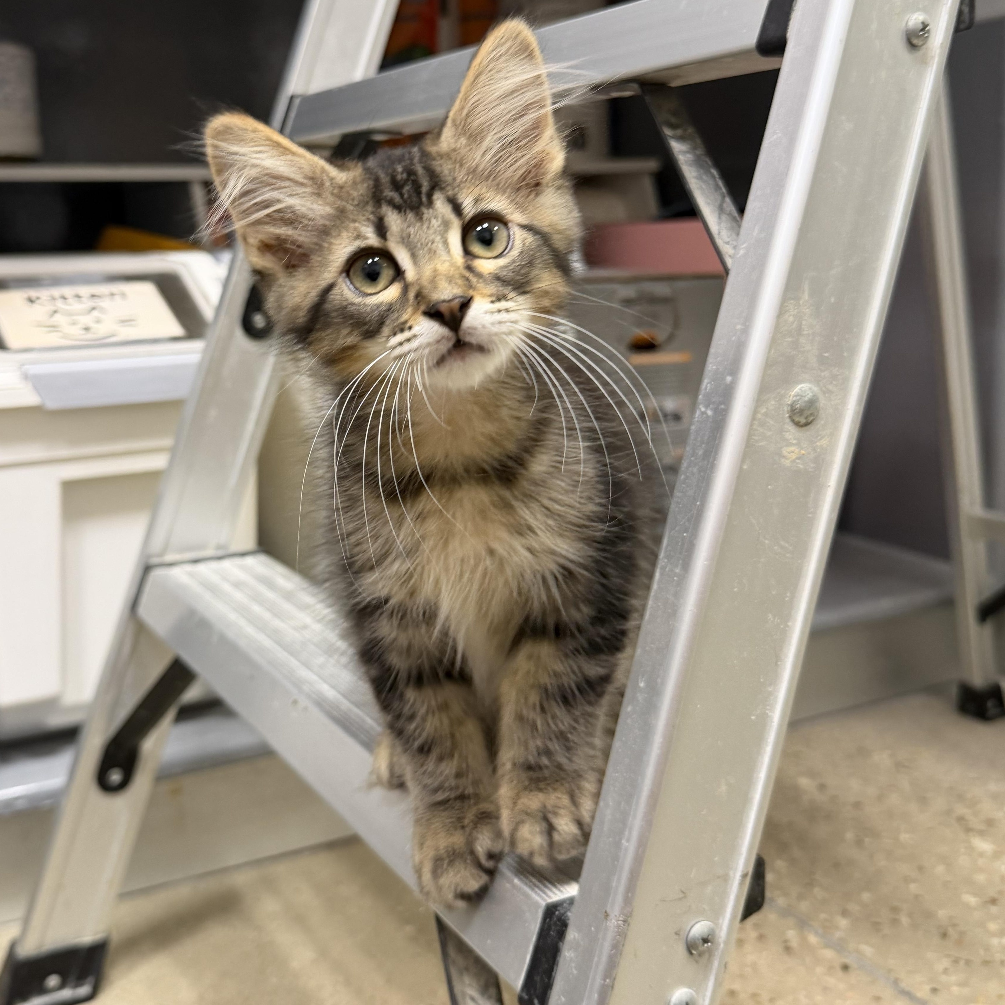 Elton - RF Petsmart, an adopted mixed breed in Spring, TX image 6/6