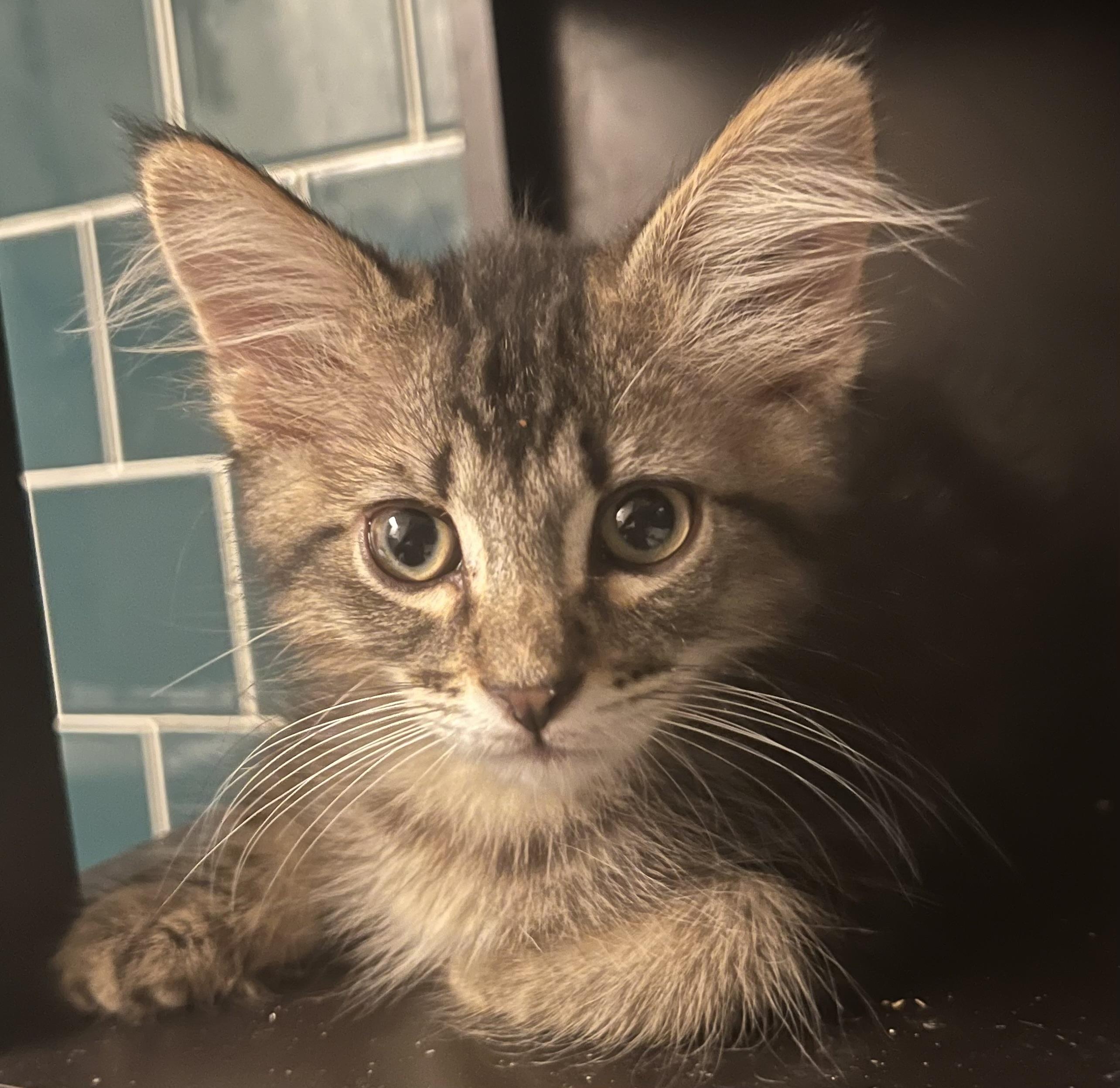 Elton - RF Petsmart, an adopted mixed breed in Spring, TX image 3/6