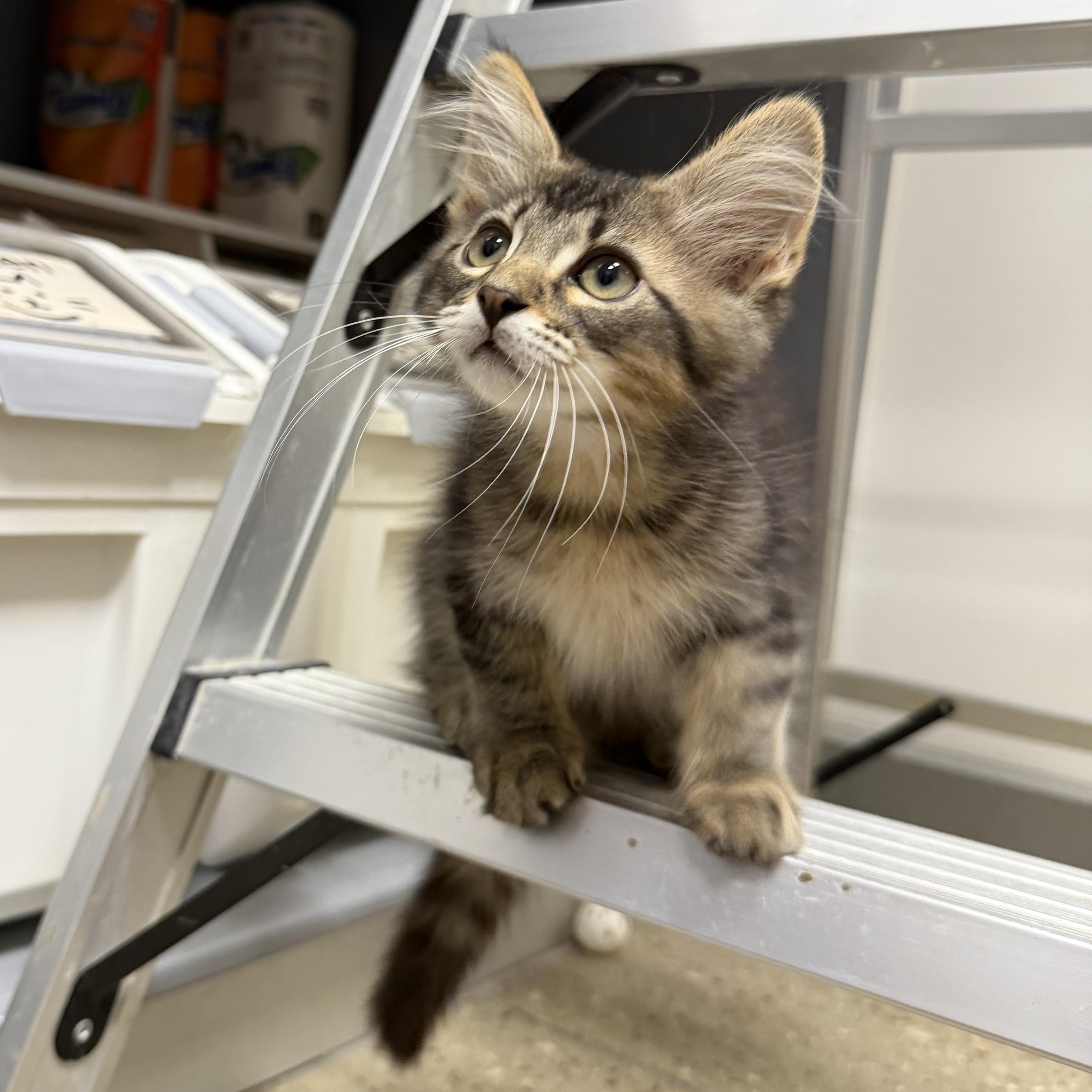 Elton - RF Petsmart, an adopted mixed breed in Spring, TX image 5/6