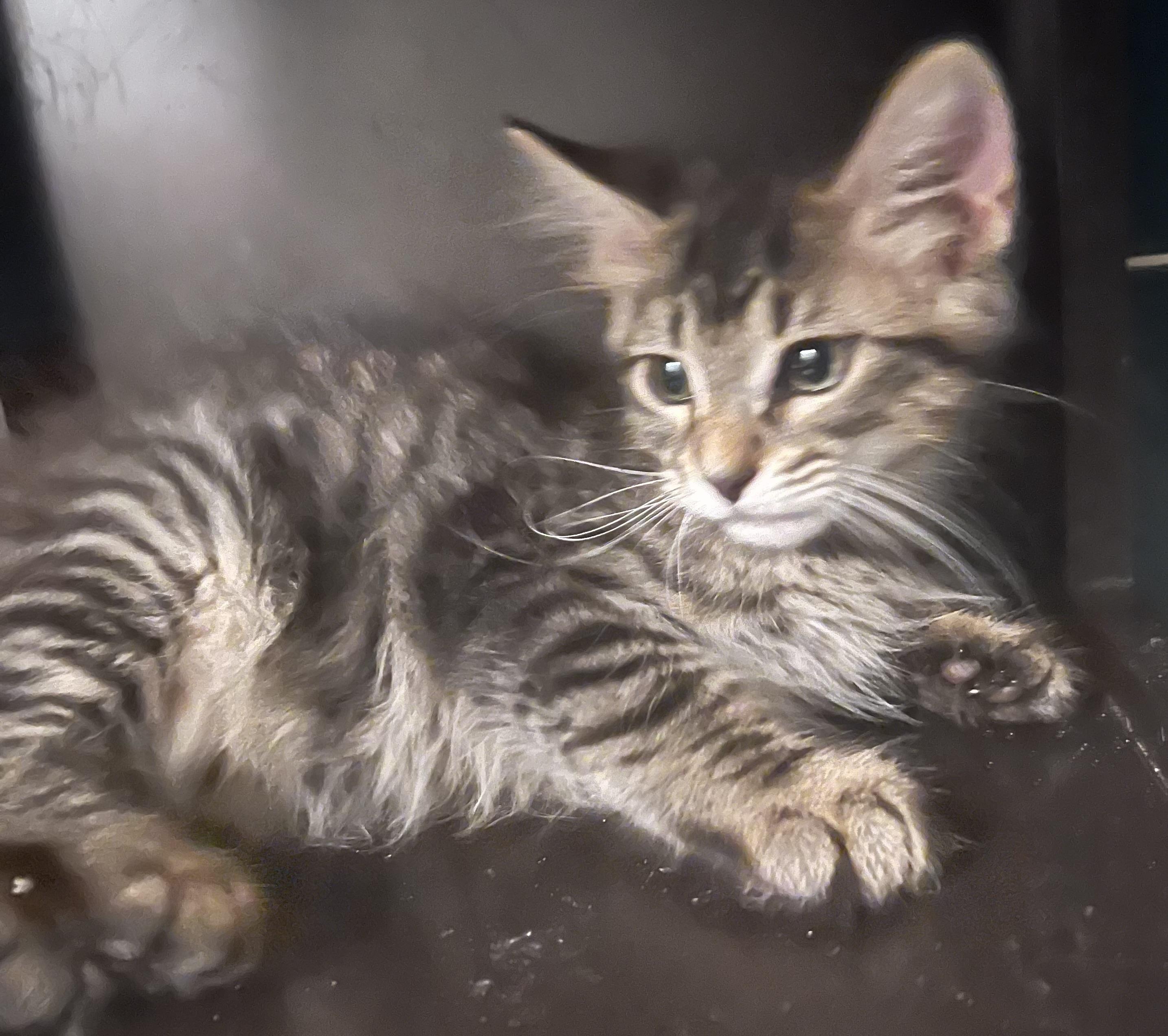 Elton - RF Petsmart, an adopted mixed breed in Spring, TX image 2/6