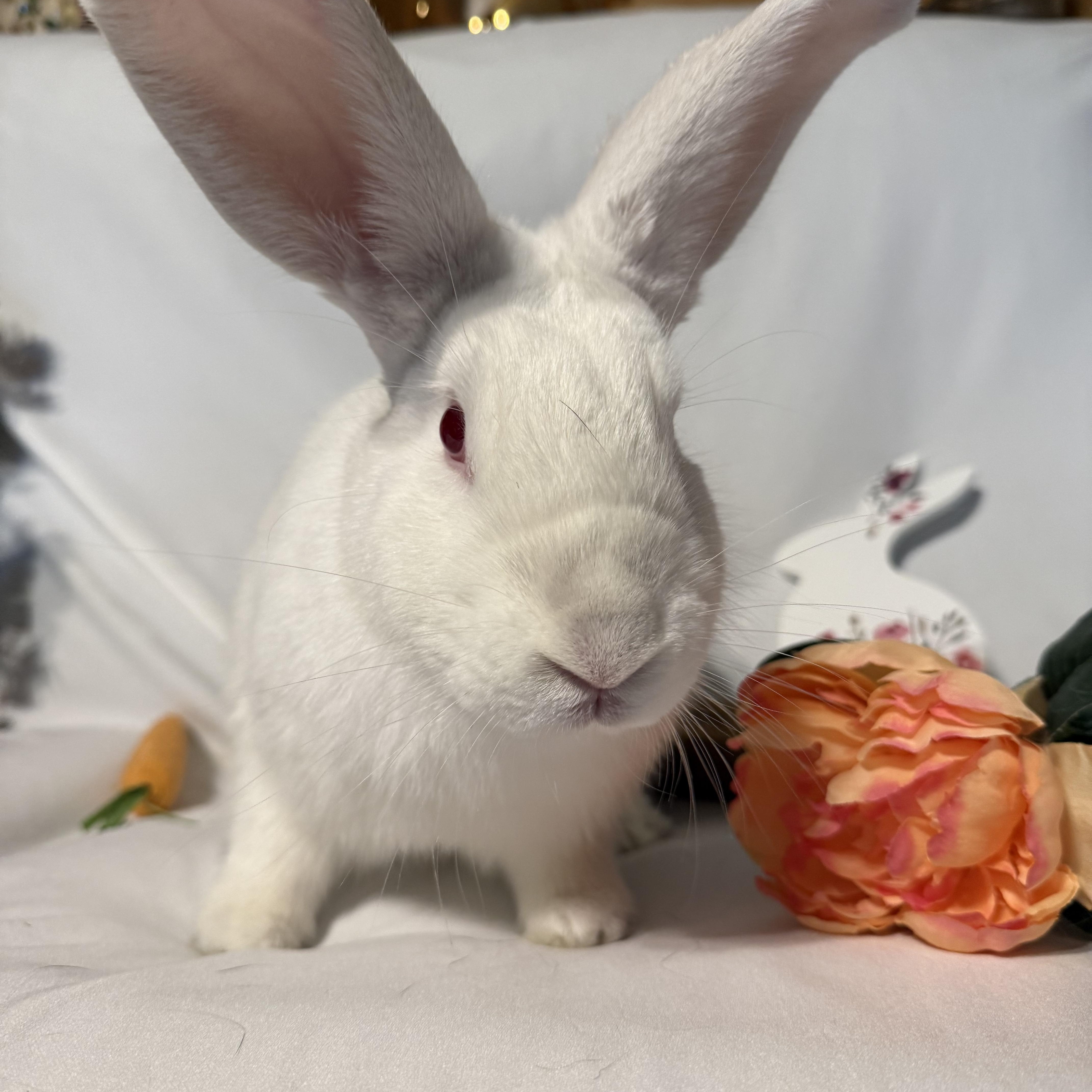 Abbot, a Adoptable New Zealand in Norwalk, CT image 2/2