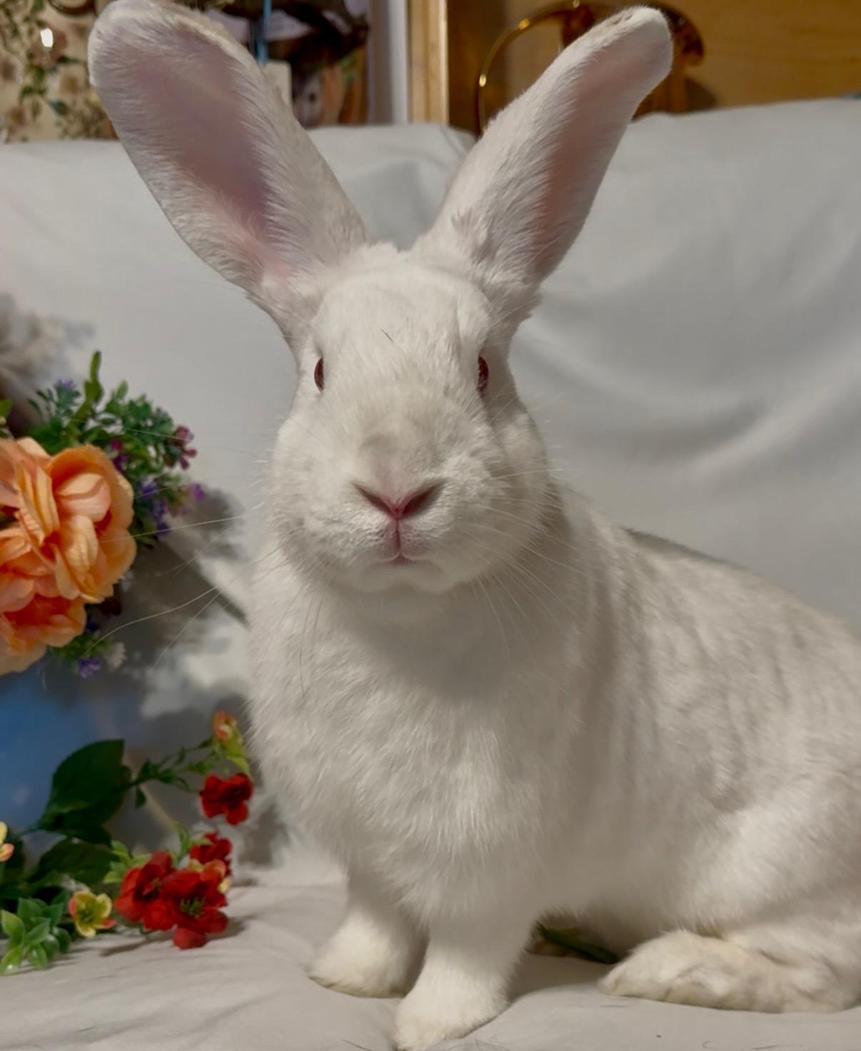 Abbot, a Adoptable New Zealand in Norwalk, CT image 1/2