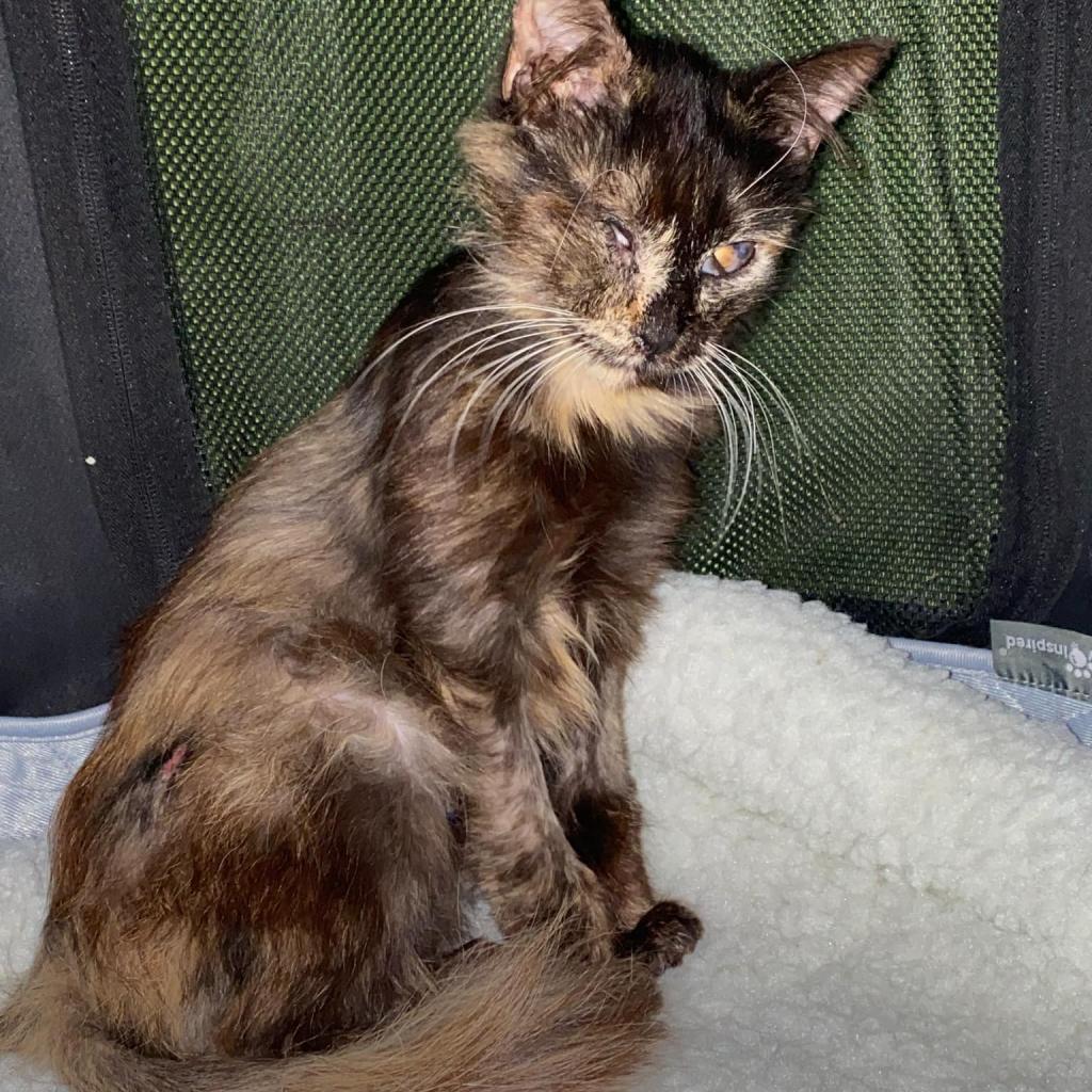 Enlarge Claire, a Adoptable Domestic Medium Hair in Dallas, TX image 1/1