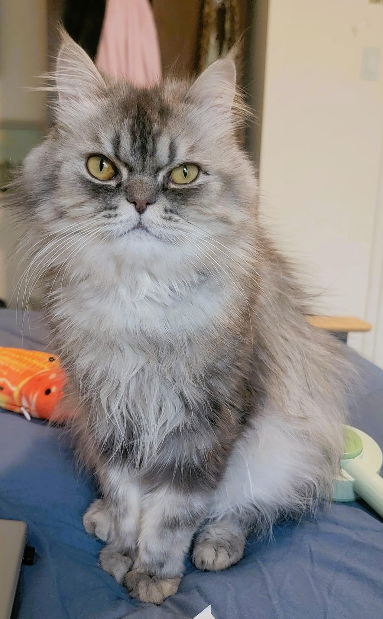 Silver Swoon, a Adoptable mixed breed in Mississauga, ON image 4/6