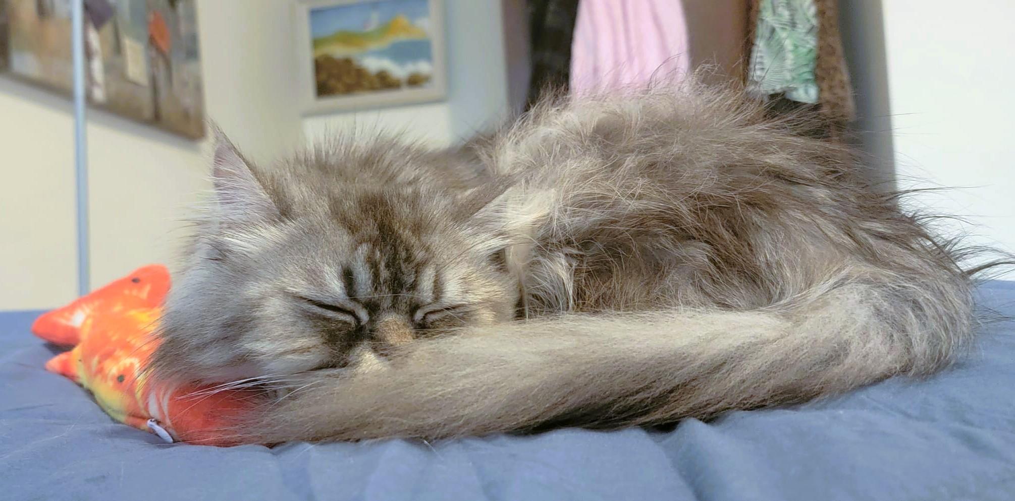 Silver Swoon, a Adoptable mixed breed in Mississauga, ON image 5/6