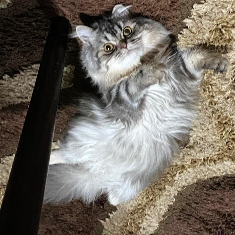 Silver Swoon, a Adoptable mixed breed in Mississauga, ON image 3/6