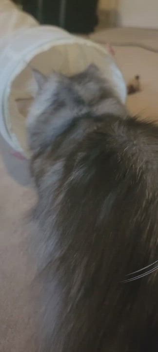 Enlarge Silver Swoon, a Adoptable mixed breed in Mississauga, ON video 2/6