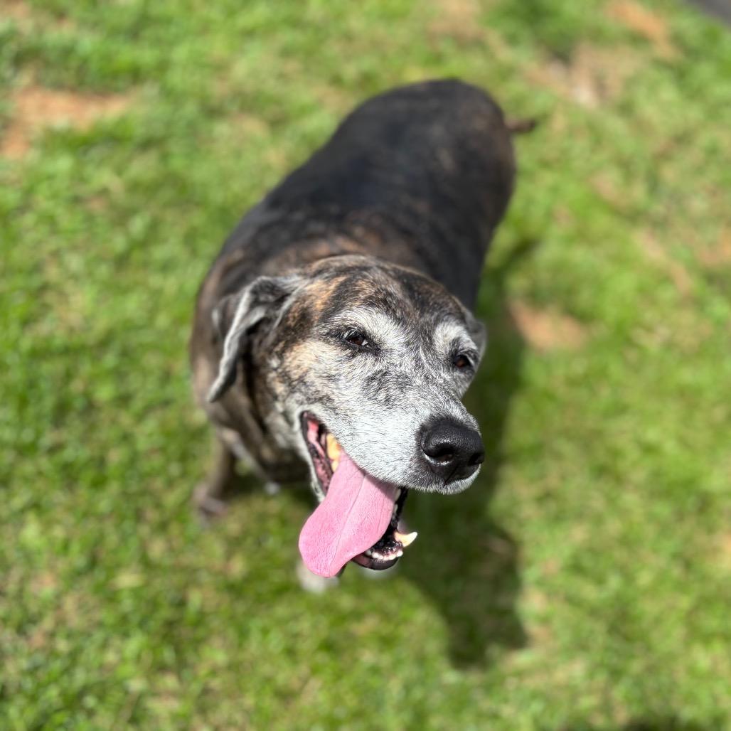Queen, Adoptable, Senior Female Mixed Breed.
