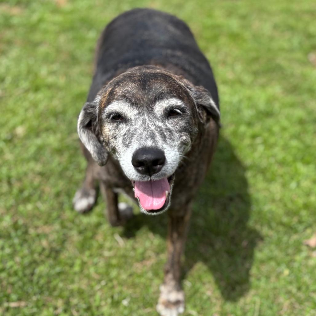 Enlarge Queen, a Adoptable Mixed Breed in Keaau, HI image 2/5