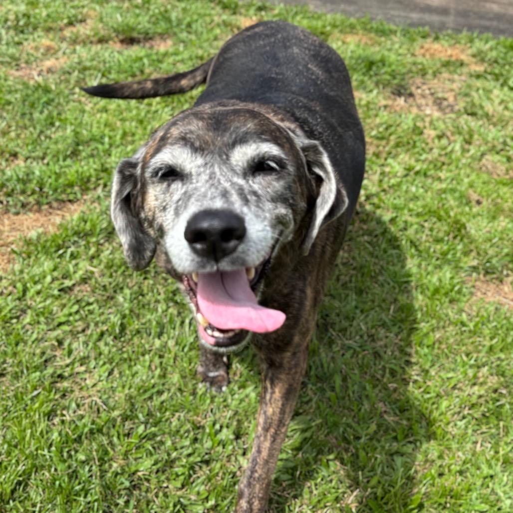 Enlarge Queen, a Adoptable Mixed Breed in Keaau, HI image 3/5