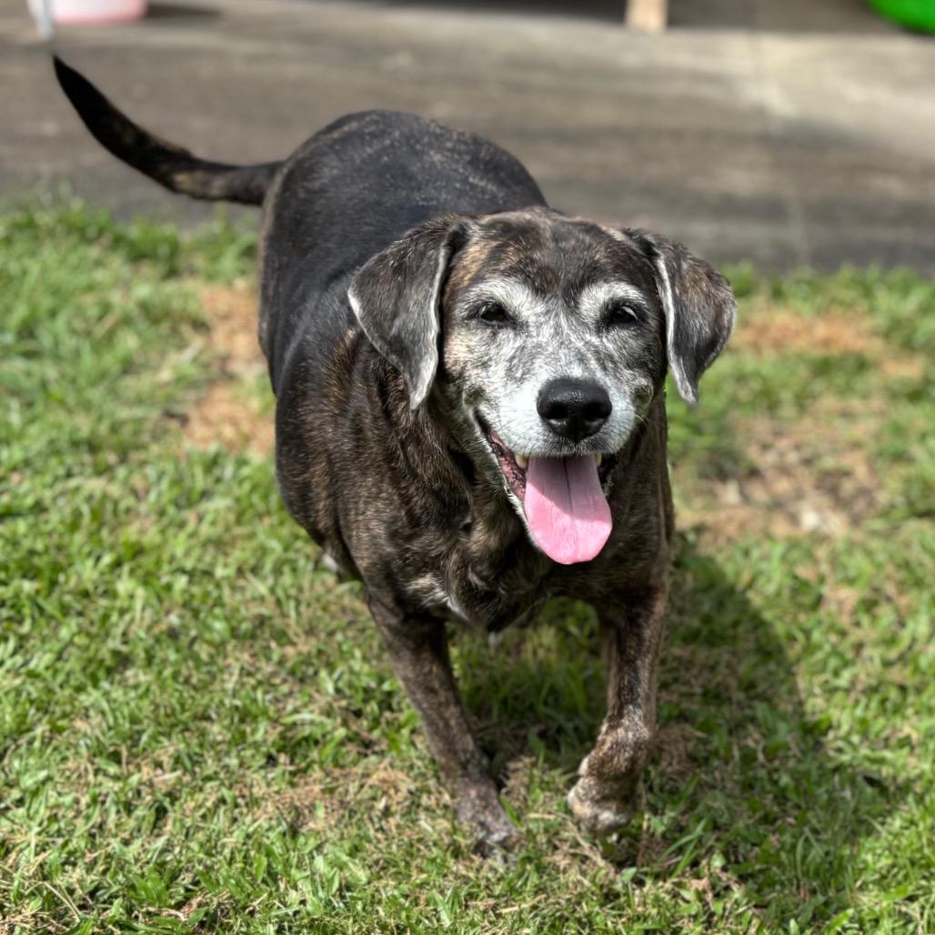 Enlarge Queen, a Adoptable Mixed Breed in Keaau, HI image 5/5